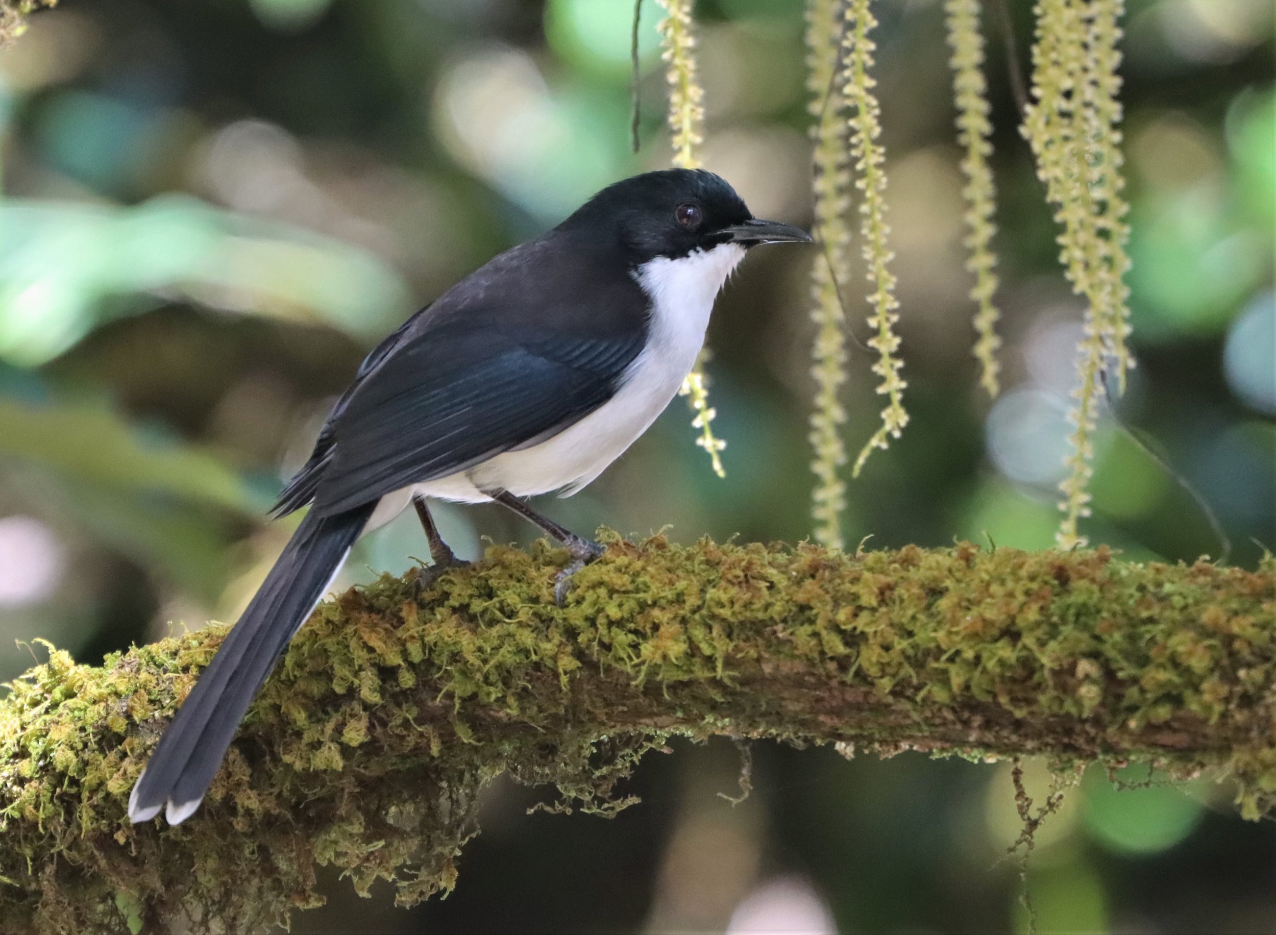 SIBIA - DARK-BACKED SIBIA - Heterophasia melanoleuca - DOI INTHANON CHEDI AND SUMMIT (1).jpg