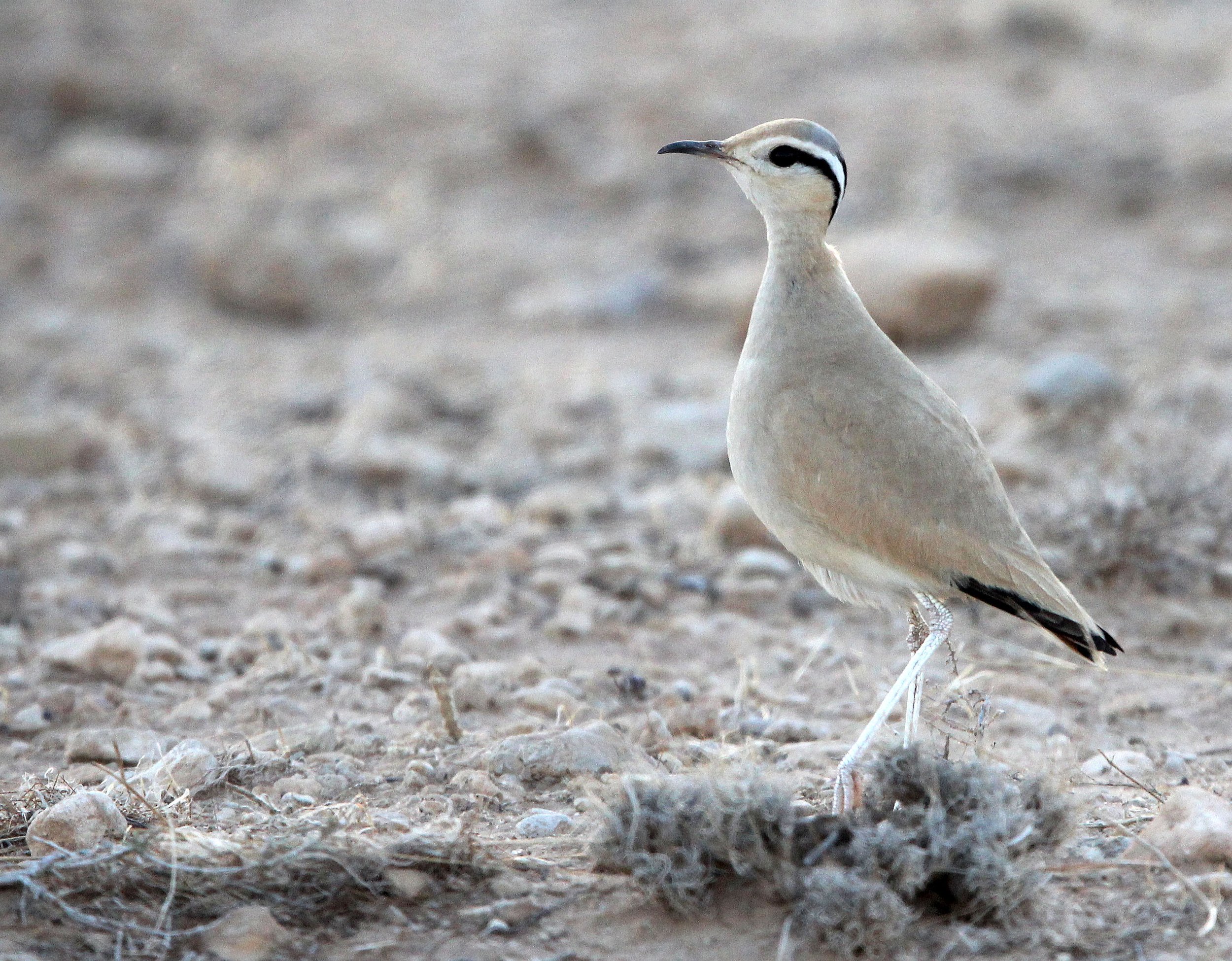 COURSER - CREAM-COLORED COURSER - Cursorius cursor - BOUHEDMA NATIONAL PARK TUNISIA (3).JPG