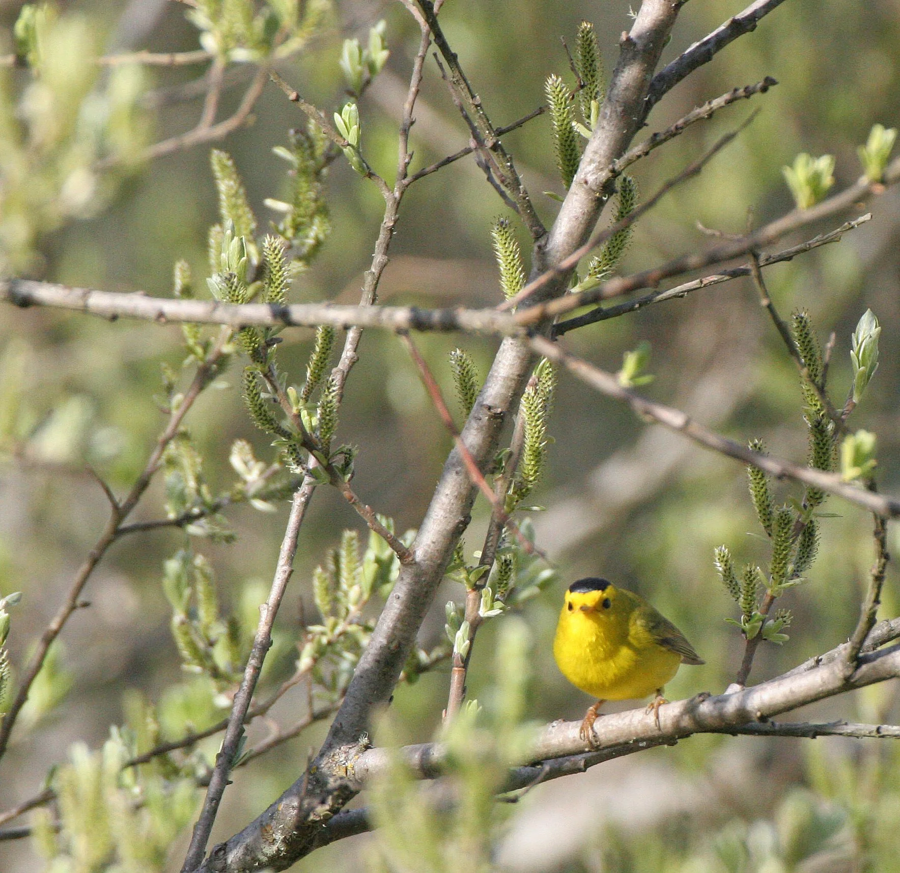 BIRD - WARBLER - WILSON'S WARBLER - WILSONIA PUSILLA - LAKE FARM WOODS WA (16).JPG