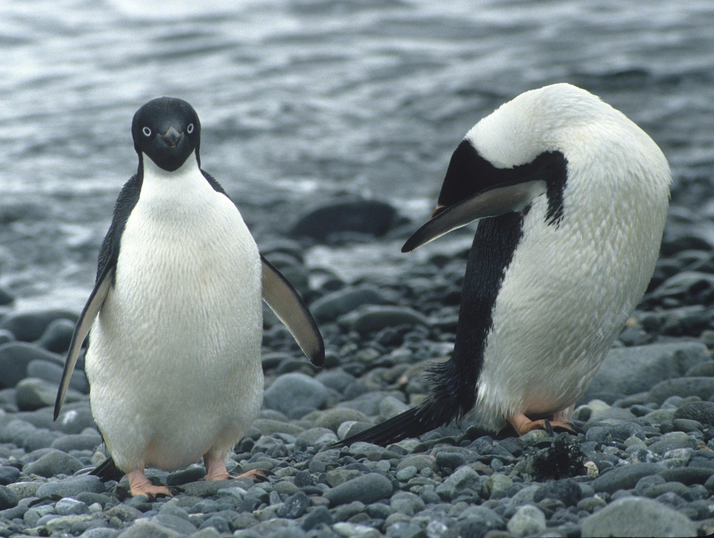 Adélie Penguin (Pygoscelis adeliae) Arctowski Poland Research Station Rookery Antarctic Peninsula (8).jpg