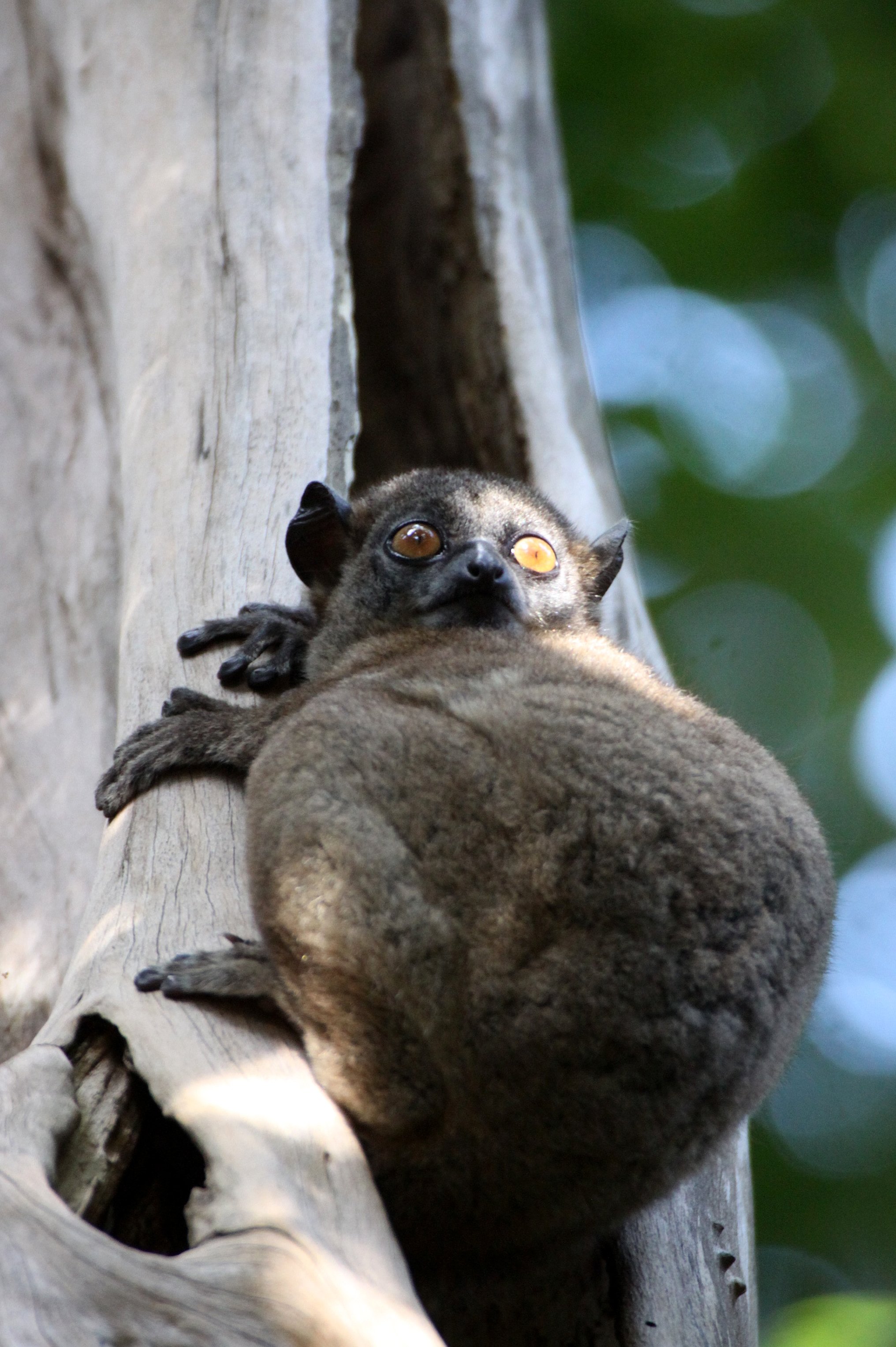 LEPILEMURIDAE - Lepilemur ankaranensis - ANKARANA NATIONAL PARK MADAGASCAR (102).JPG