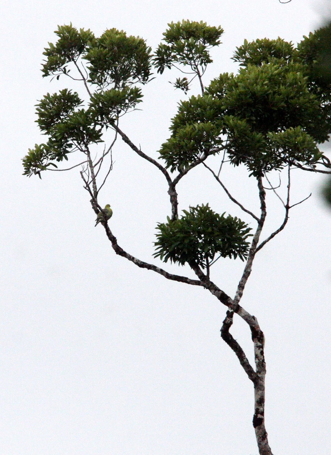 Madagascar Green Pigeon (Treron griveaudi) Mantadia NP Madagascar (2).JPG