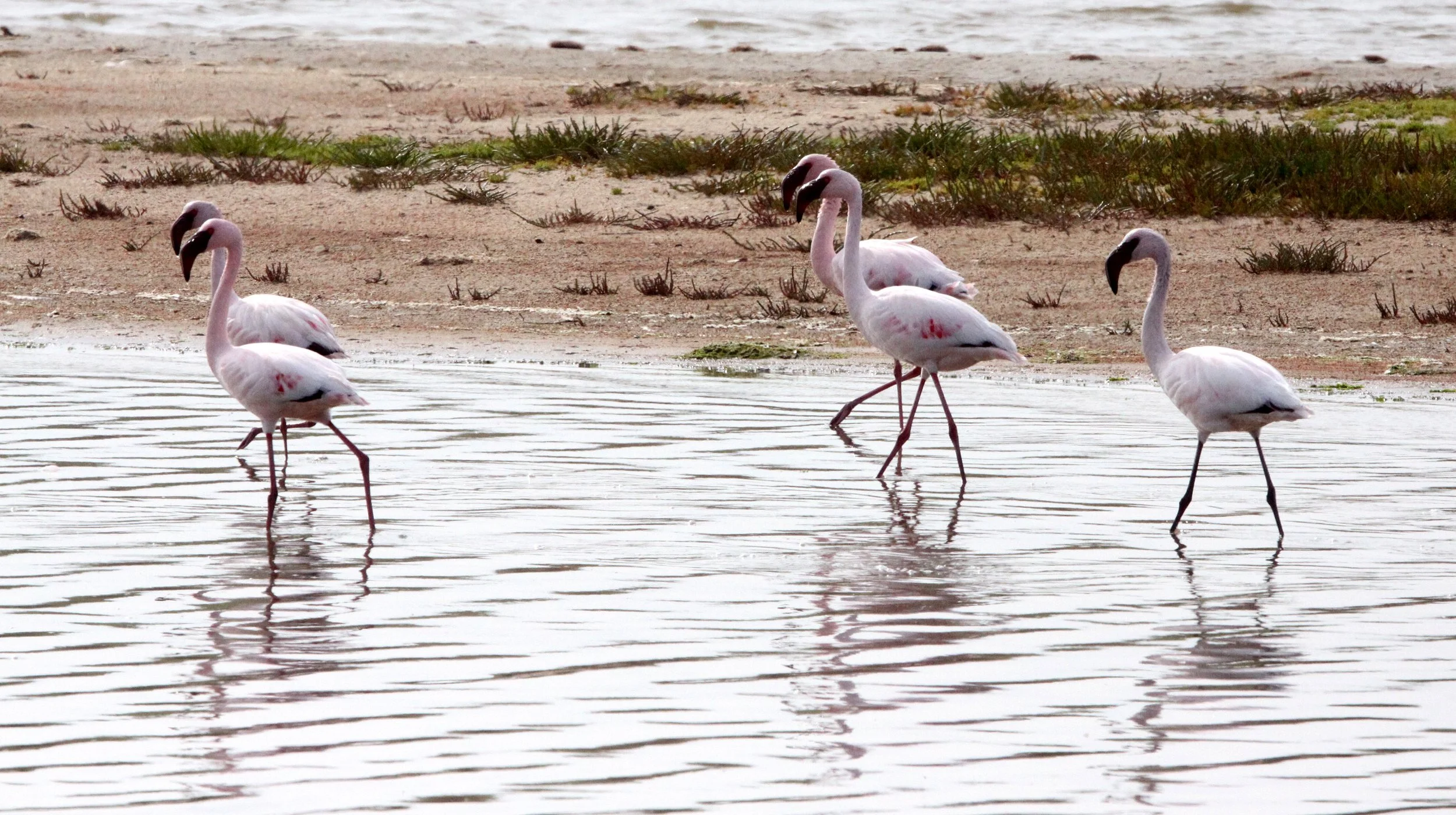 Phoeniconaias minor - Lesser Flamingo - Eland's Bay South Africa (4).JPG