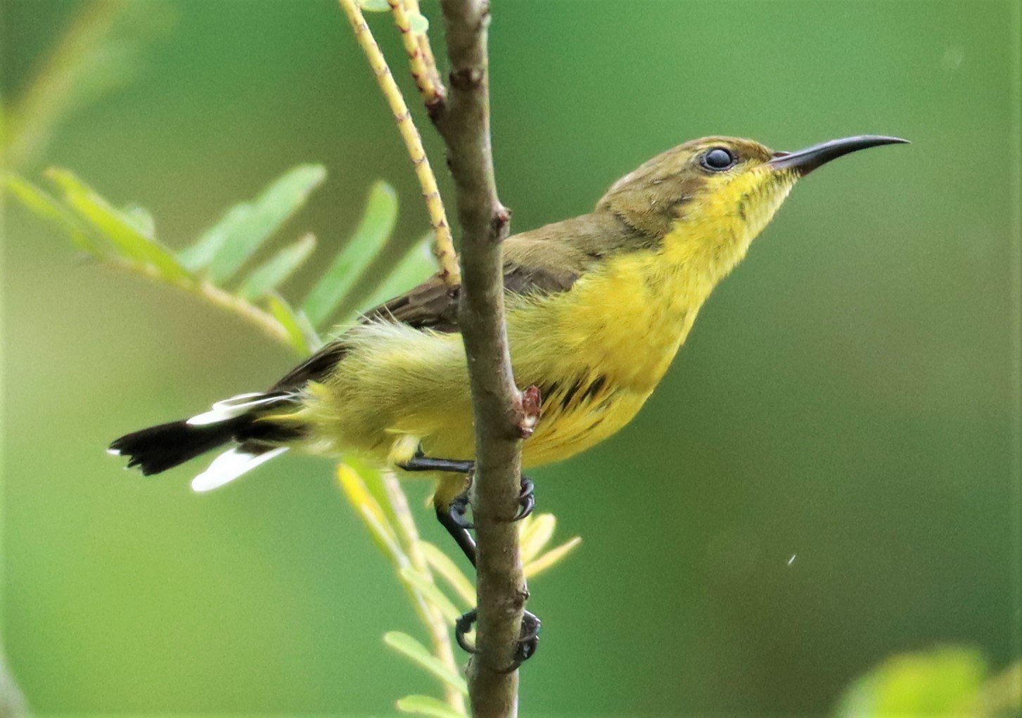 SUNBIRD - OLIVE-BACKED SUNBIRD - Nectarinia jugularis - NONG YA PLONG PETCHABURI (75).jpg