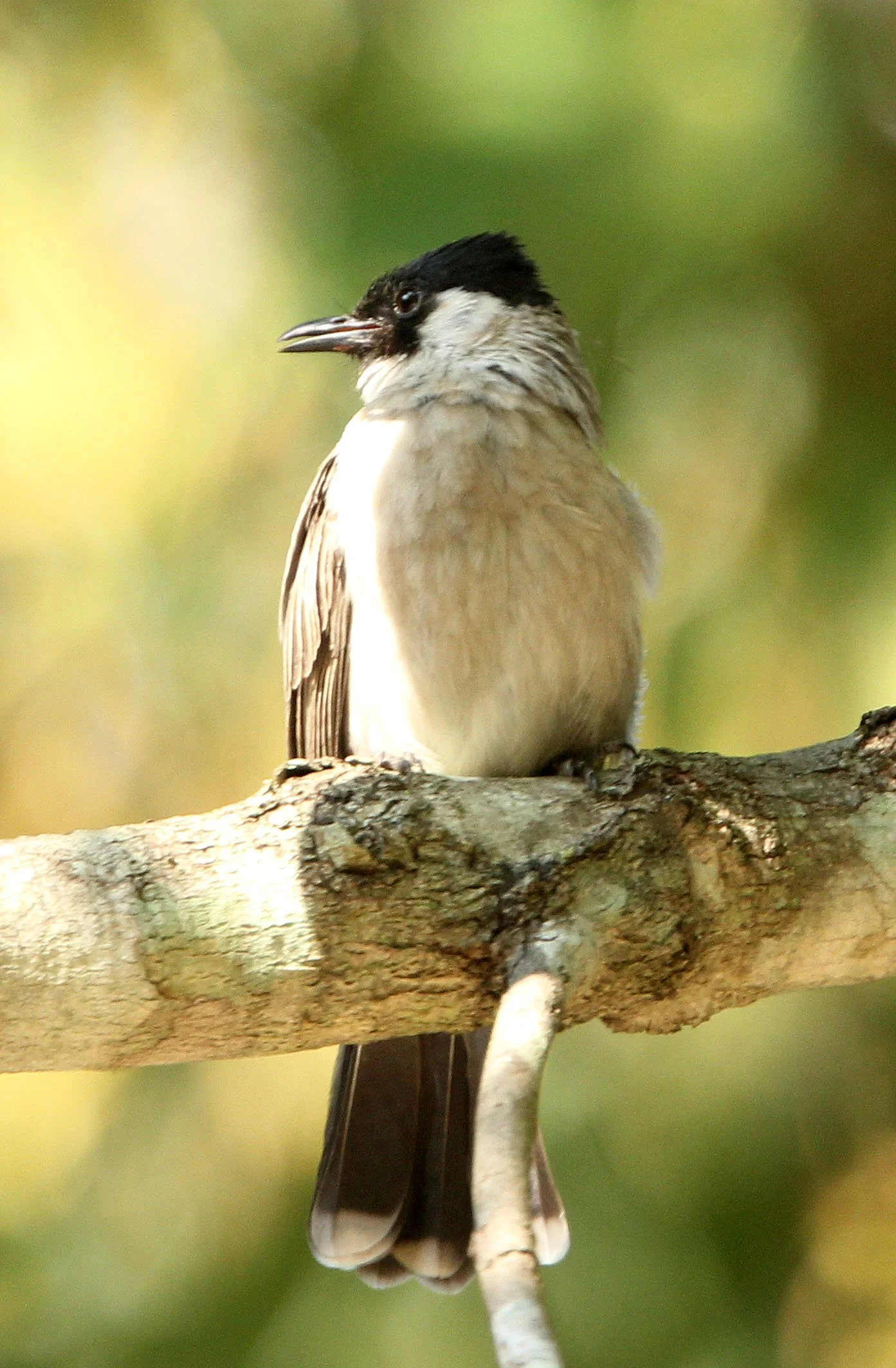 BULBUL - SOOTY-HEADED BULBUL - Pycnonotus aurigaster - HUAI KHA KHAENG NWS THAILAND (12).JPG