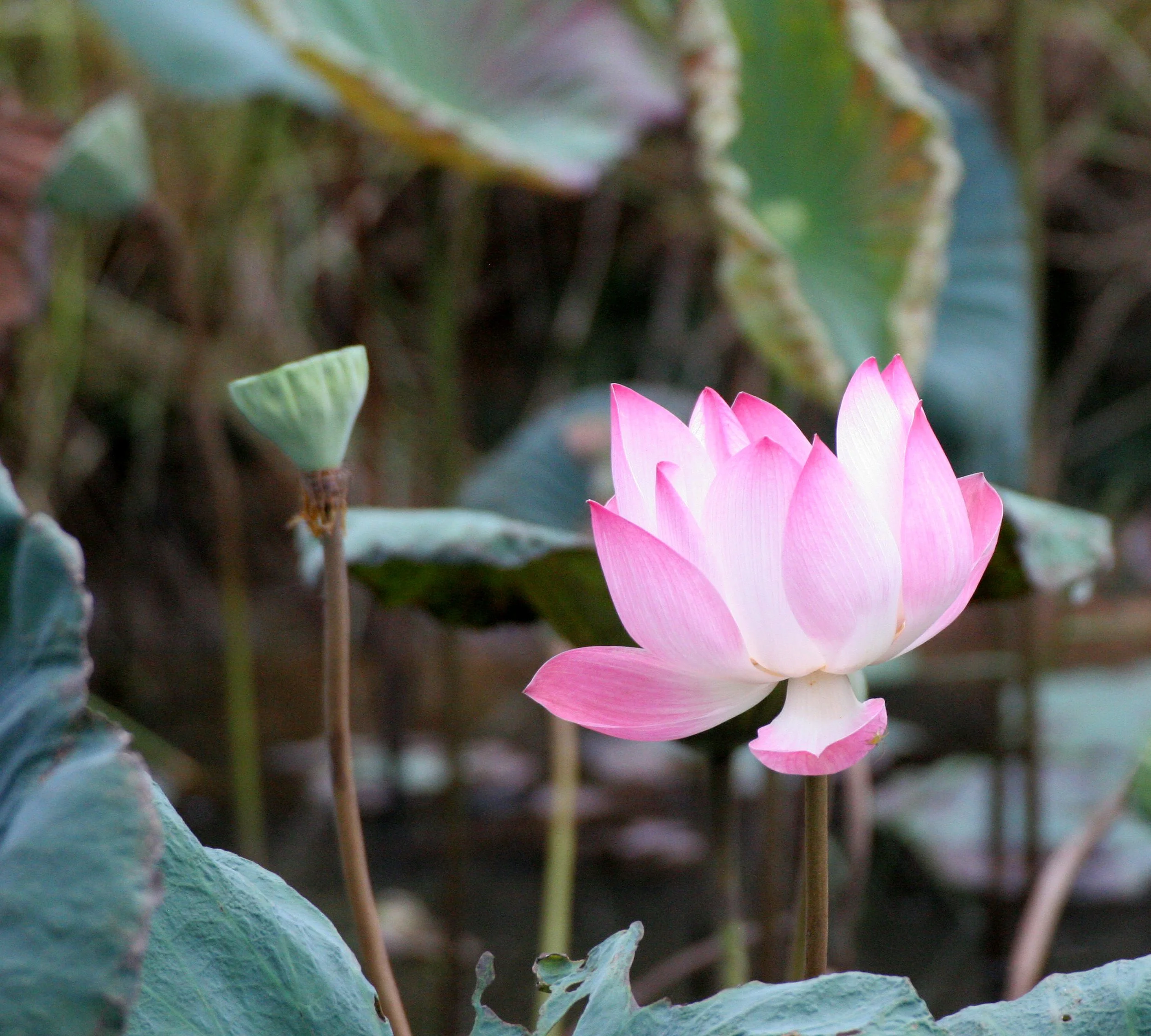 BUENG BORAPHET THAILAND - LOTUS PLANTS (4).JPG