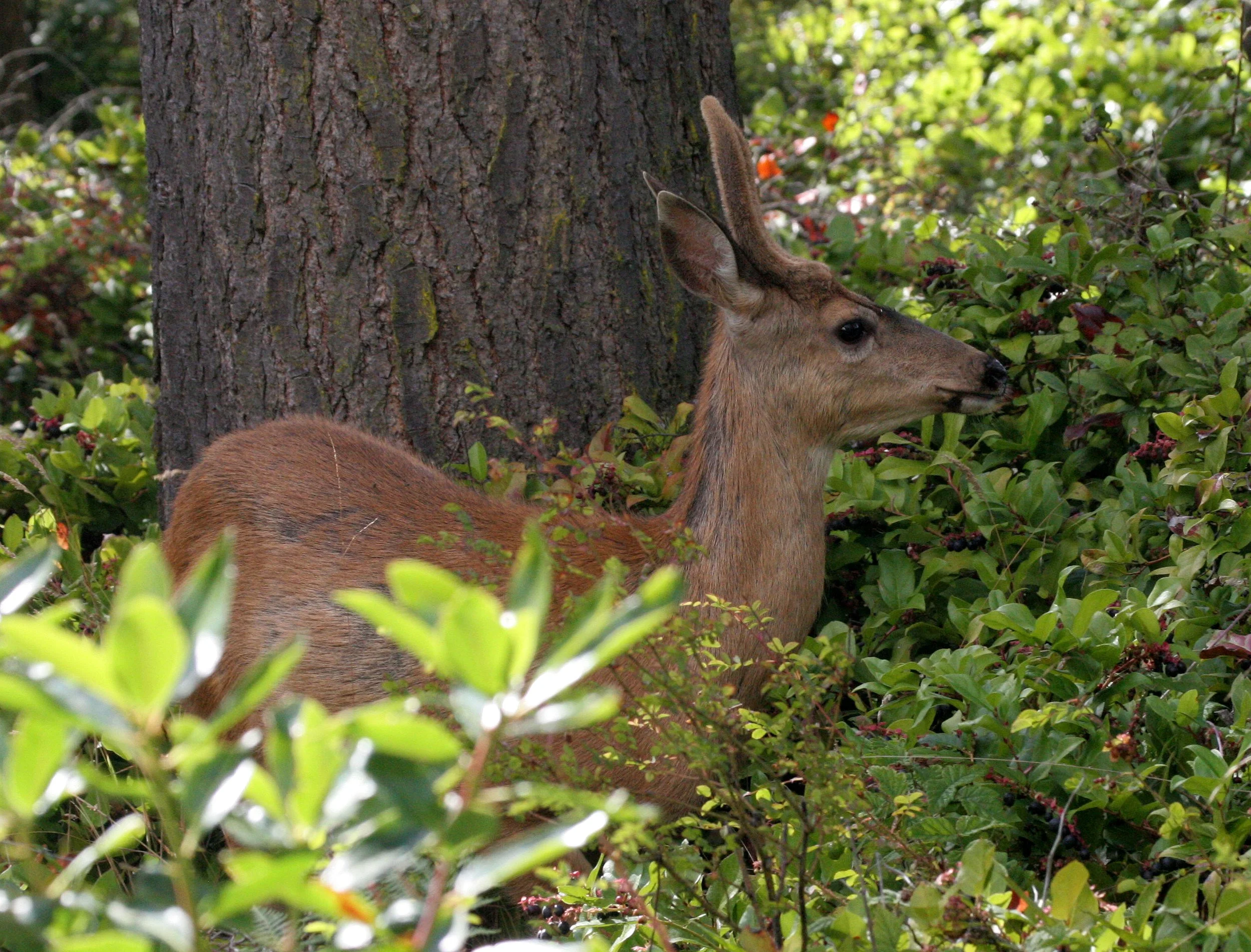 CERVID - DEER - COLUMBIA BLACK-TAILED DEER - LAKEFARM WASHINGTON.JPG