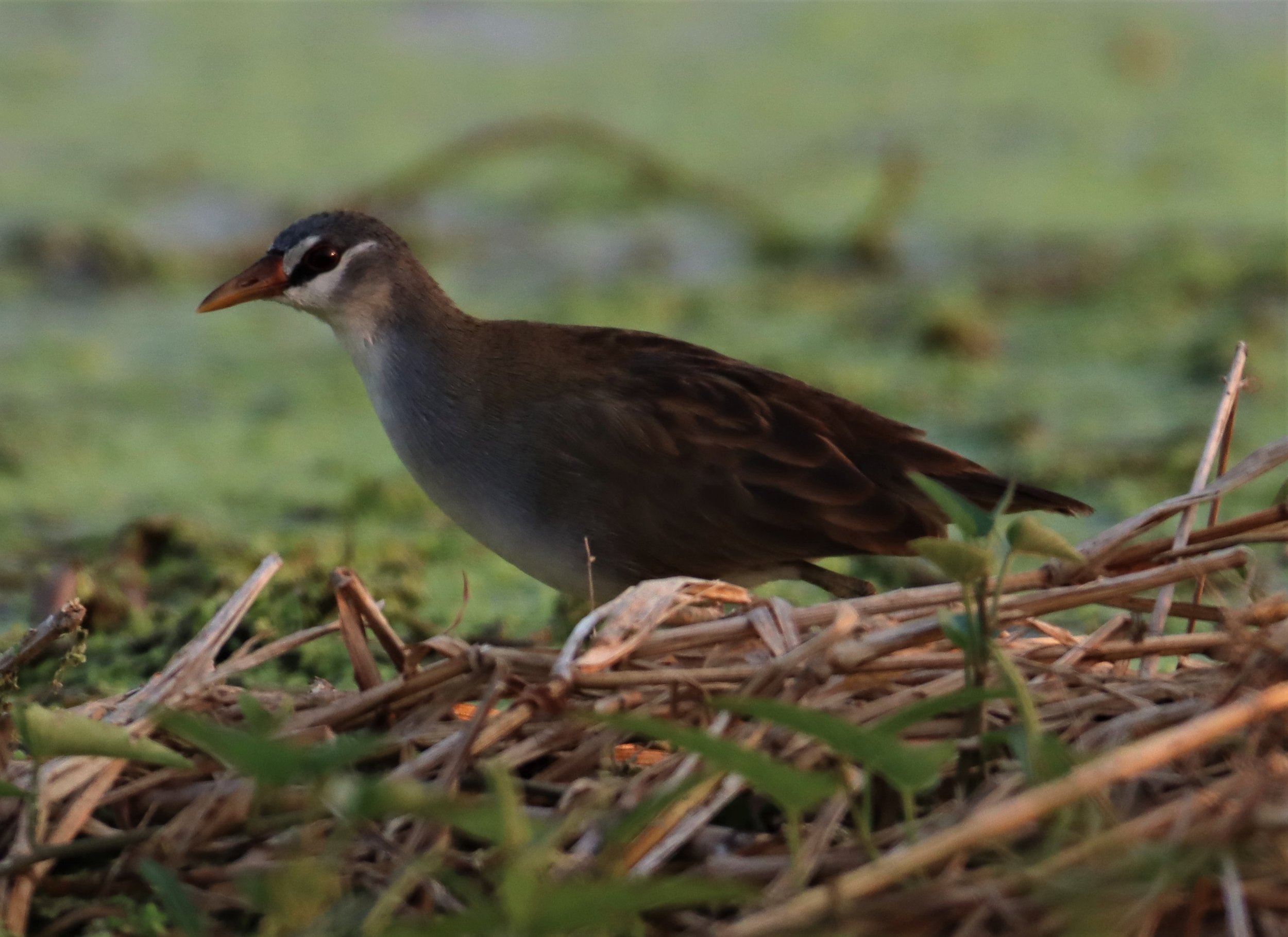 White-browed Crake (Porzana cinerea) Thap Yao Rice Fields Lat Krabang Bangkok (50).jpg