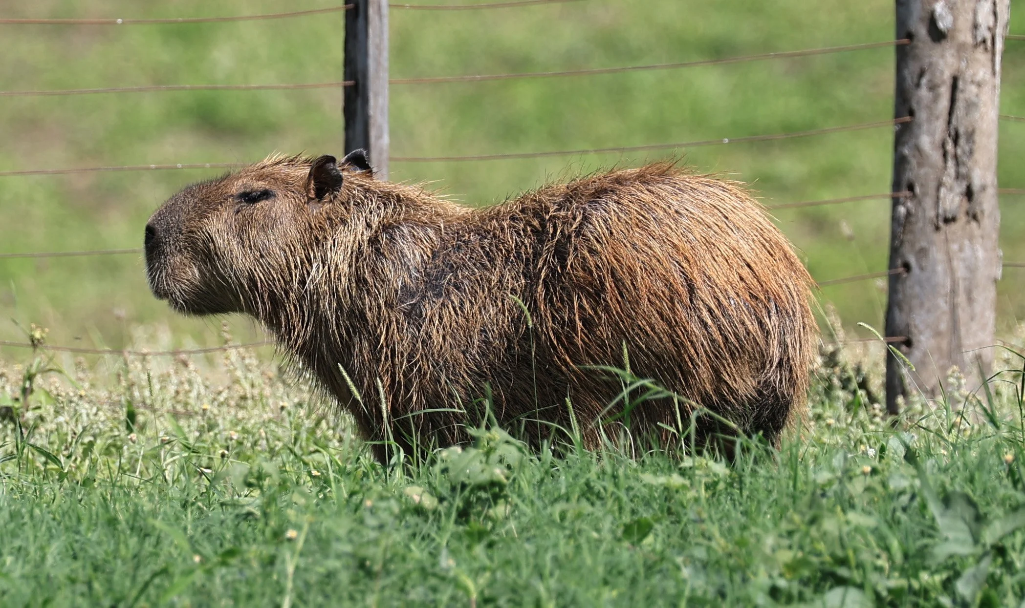 Capybara (Hydrochoerus hydrochaeris) Loma Plata Paraguay - Brunnen Strasse (23).jpg