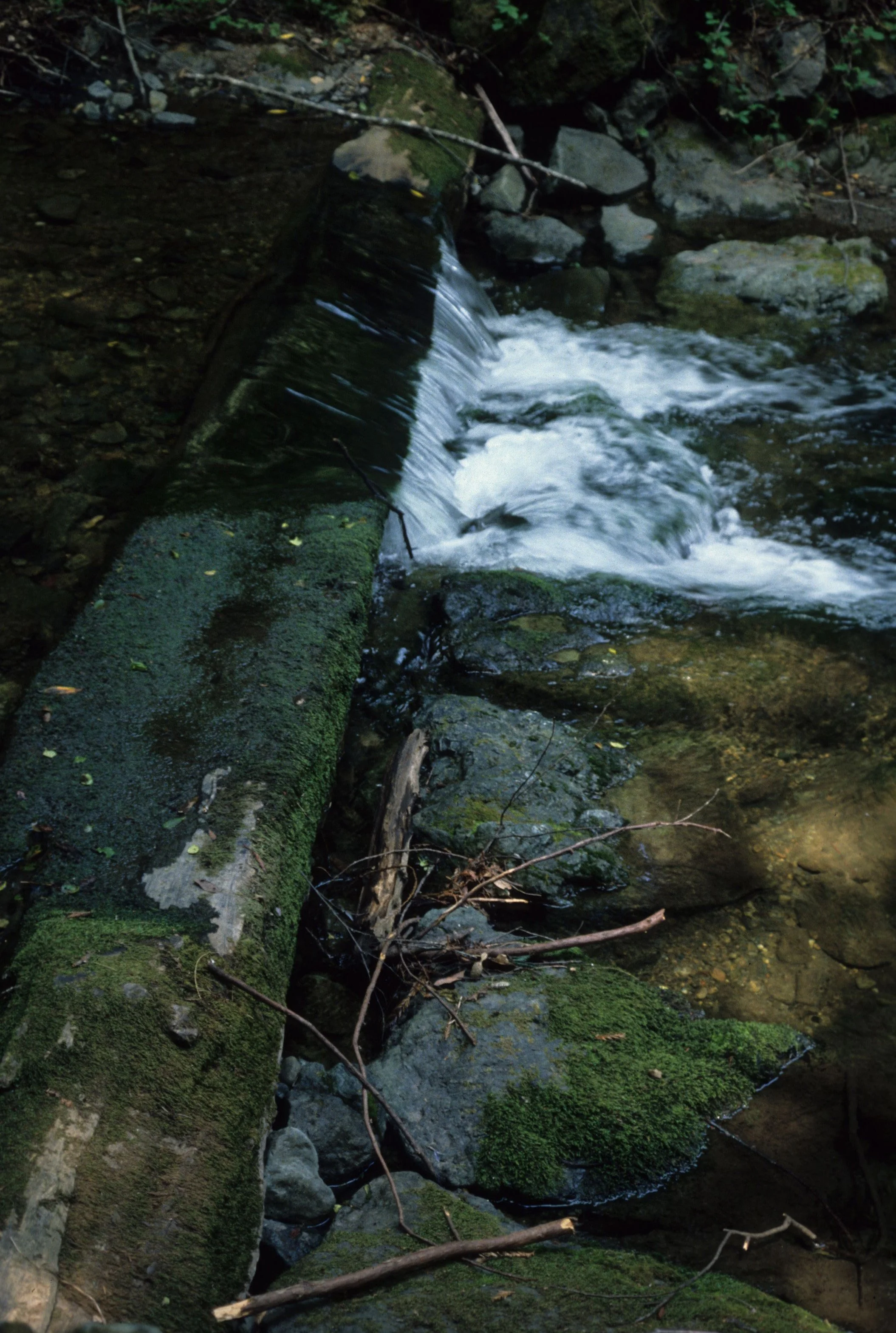CALIFORNIA - POINT REYES - SALMON STREAM RESTORATION.jpg