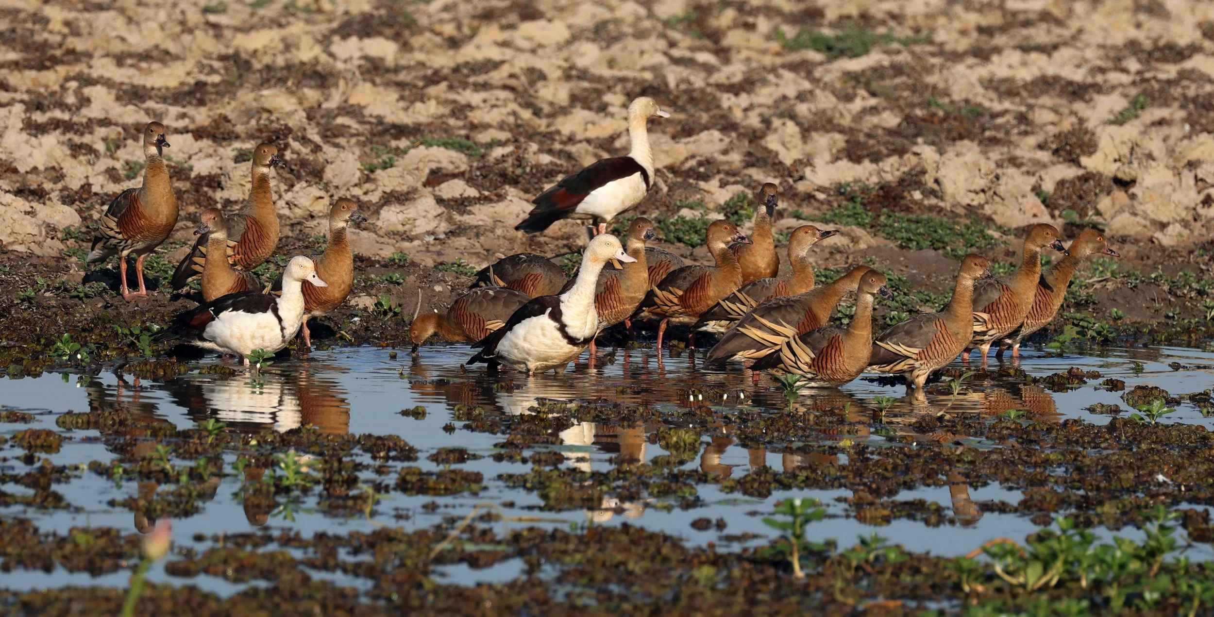 Radjah Shelduck (Tadorna radjah) & Plumed Ducks - Kakadu NP, Yellow Water Billabong - Northern Territory (7).jpg