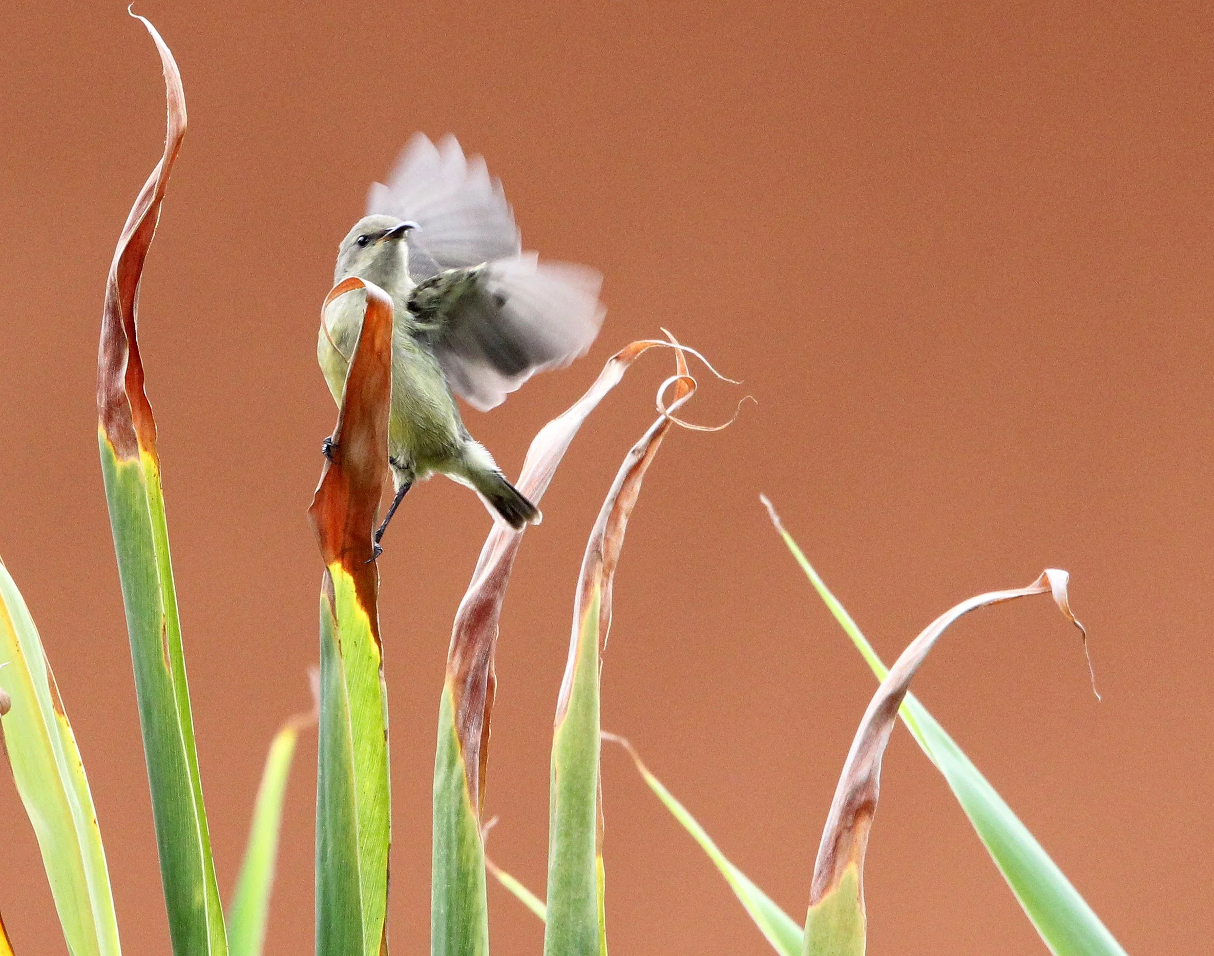 BIRD - SUNBIRD - OLIVE SUNBIRD - CYANOMITRA OLIVACEA - RUHENGERI RWANDA (4).JPG