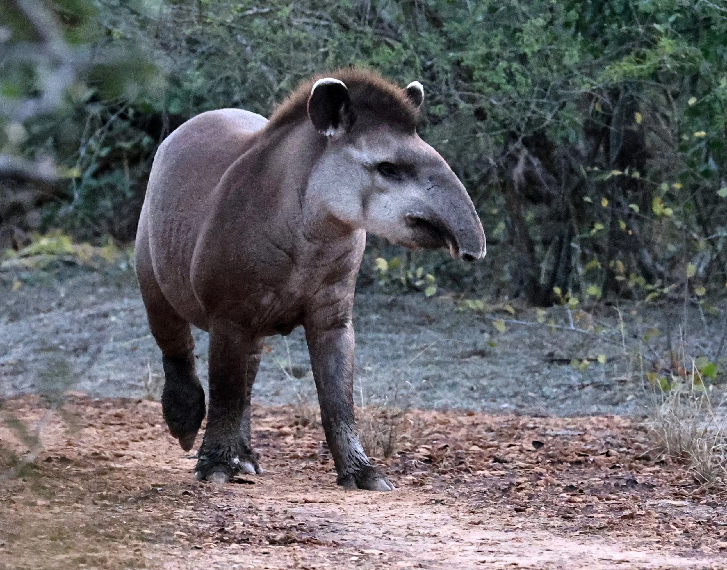 South American Tapir (Tapirus terrestris) Parque Nacional Teniente Agripino Enciso (15).jpg