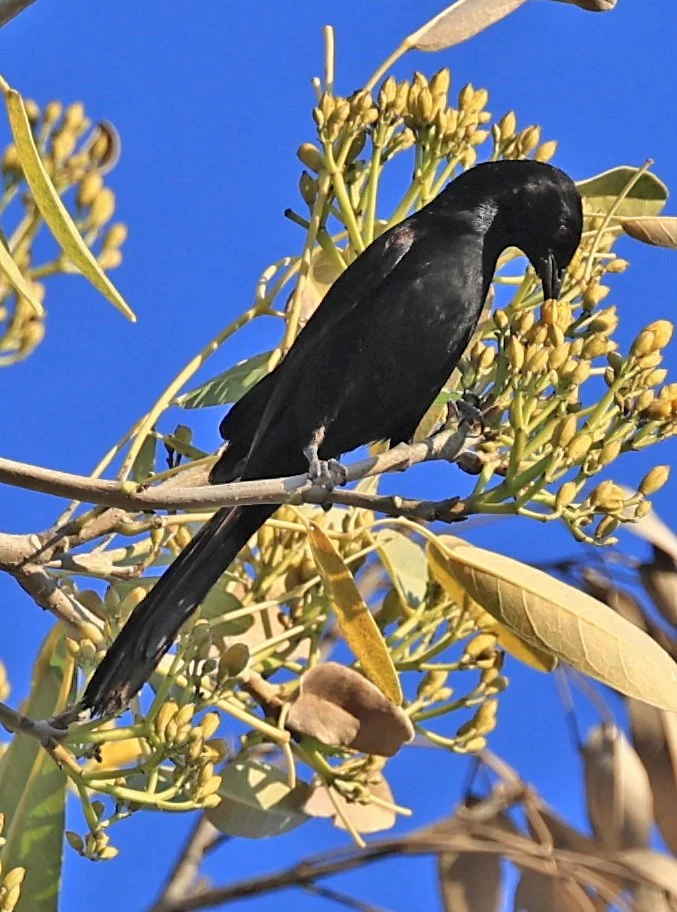 Variable Oriole (Icterus pyrrhopterus) Estancia Campo'í Paraguay (58).jpg