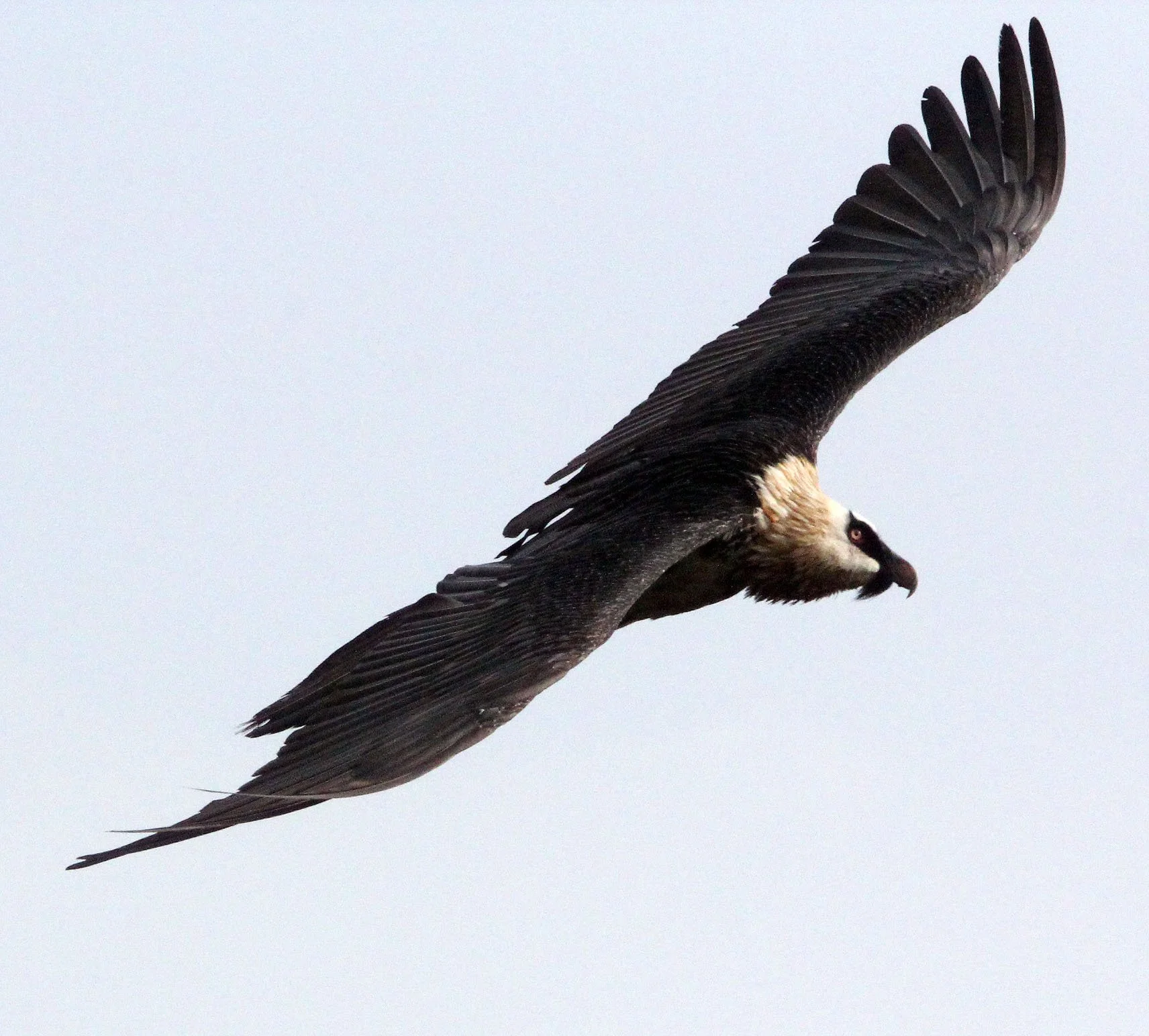 Gypaetus barbatus - LAMMERGEIER - SIMIEN MOUNTAINS NATIONAL PARK ETHIOPIA (88).JPG