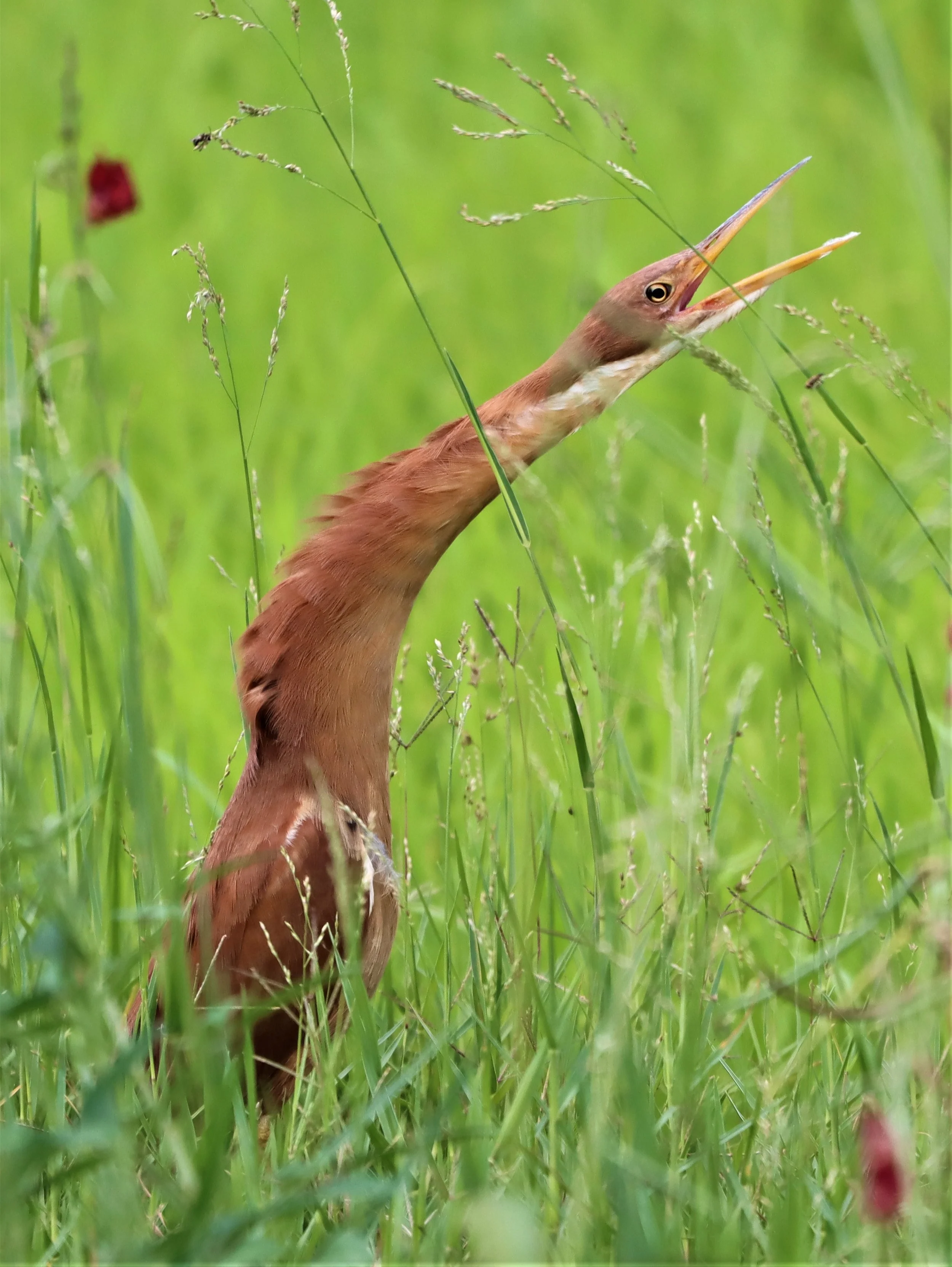 BITTERN - CINNAMON BITTERN (CHESTNUT BITTERN) - Ixobrychus cinnamomeus - BURIRAM HUAI CHORAKHE MAK (86).jpg