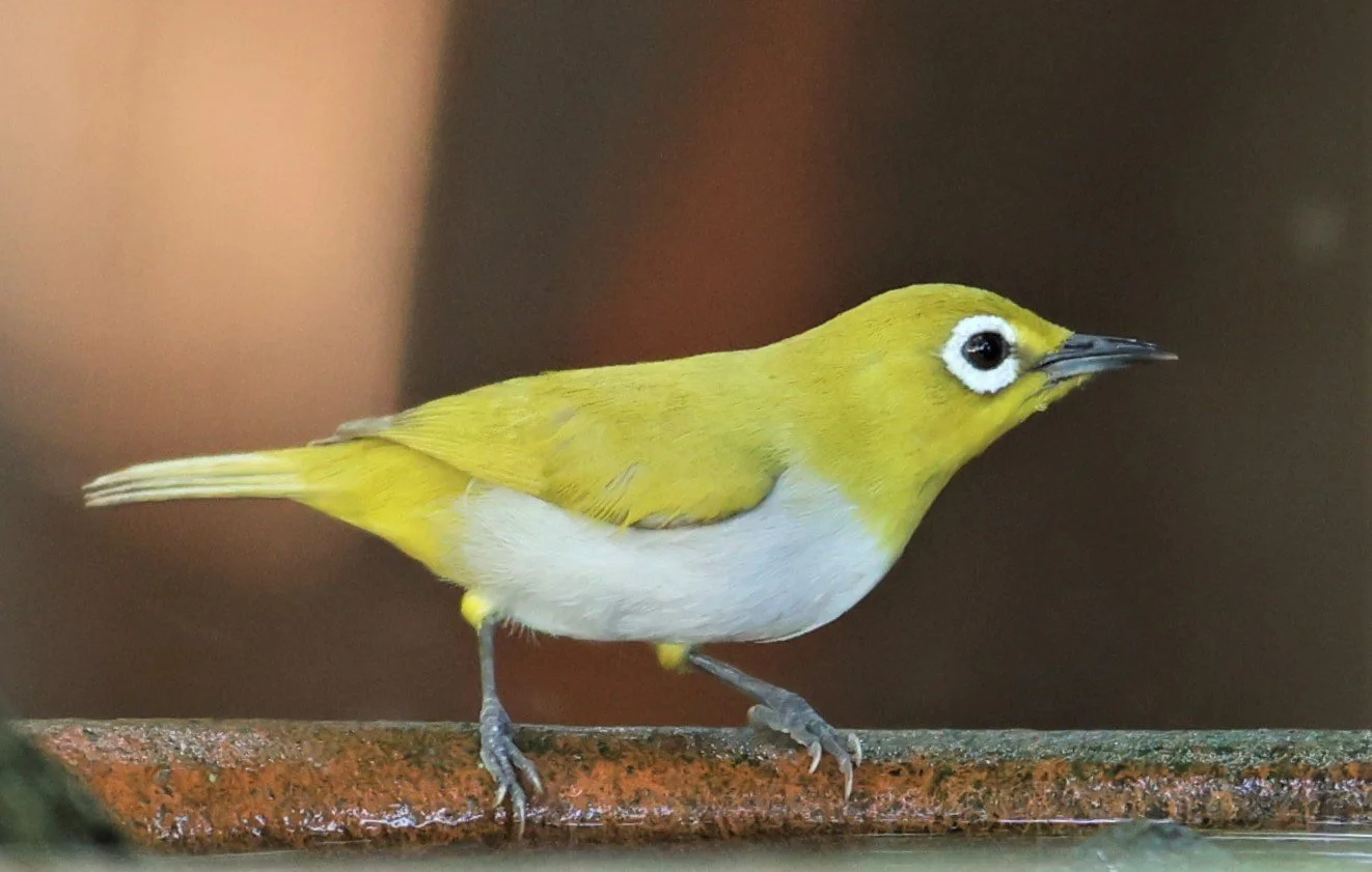 Swinhoe's White-eye (Zosterops simplex) Bang Pu Recreational Park & Mangrove Forest (42).jpg