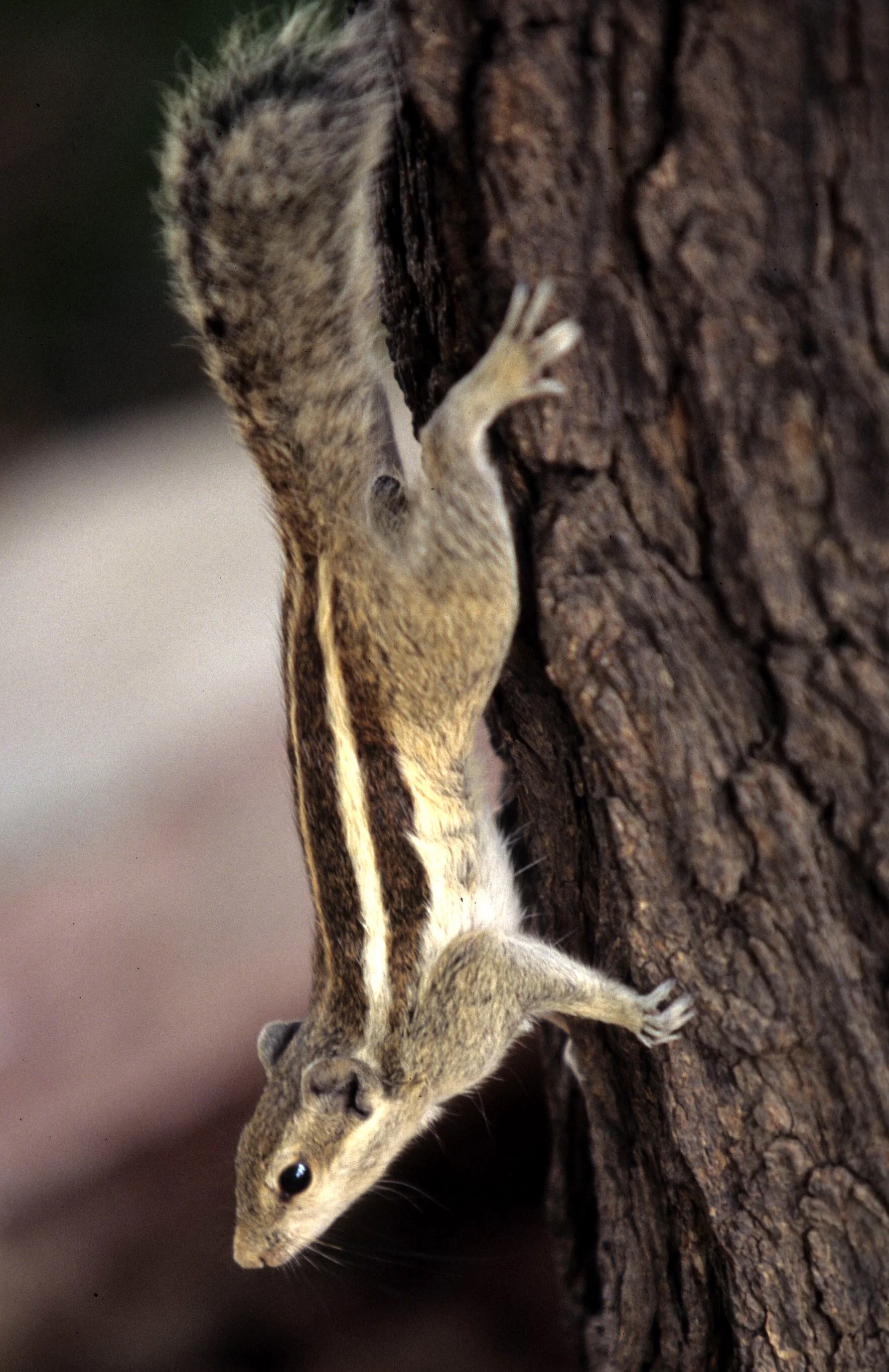 RODENTIA - SQUIRREL - SPECIES A - KALEODEO NP INDIA.jpg