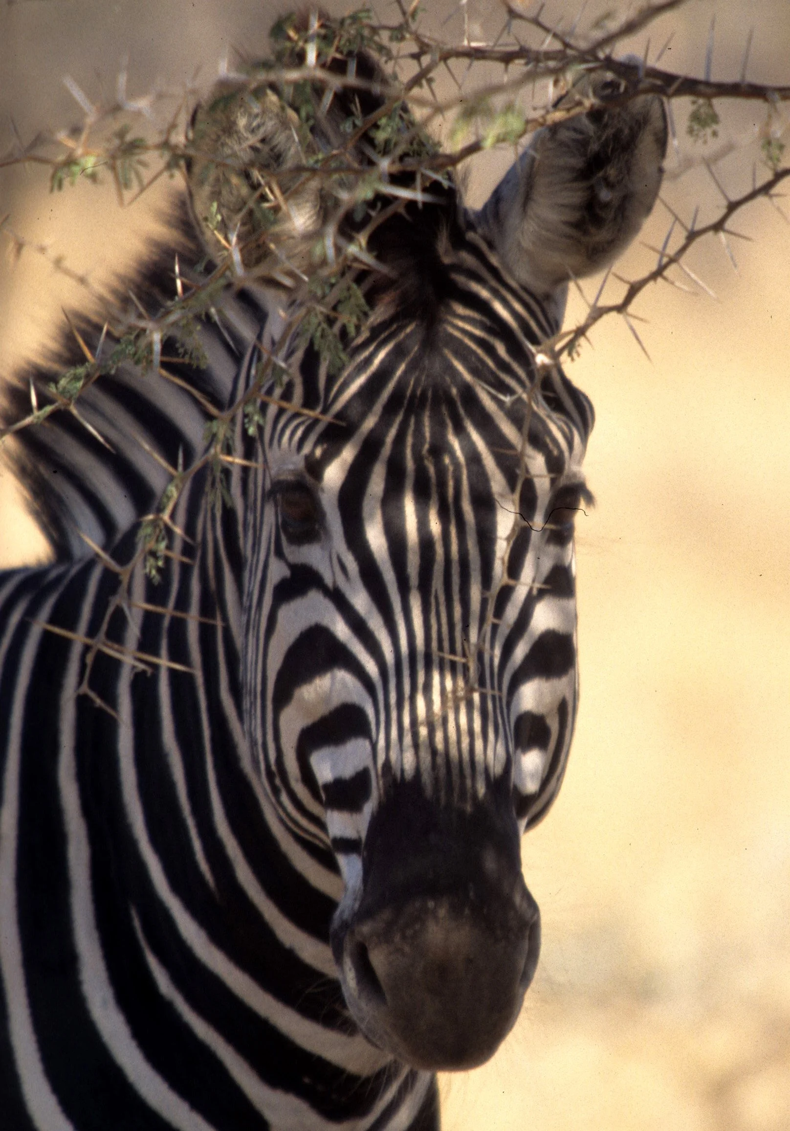 EQUIN - ZEBRA - BURCHELLS - KRUGER (12).jpg