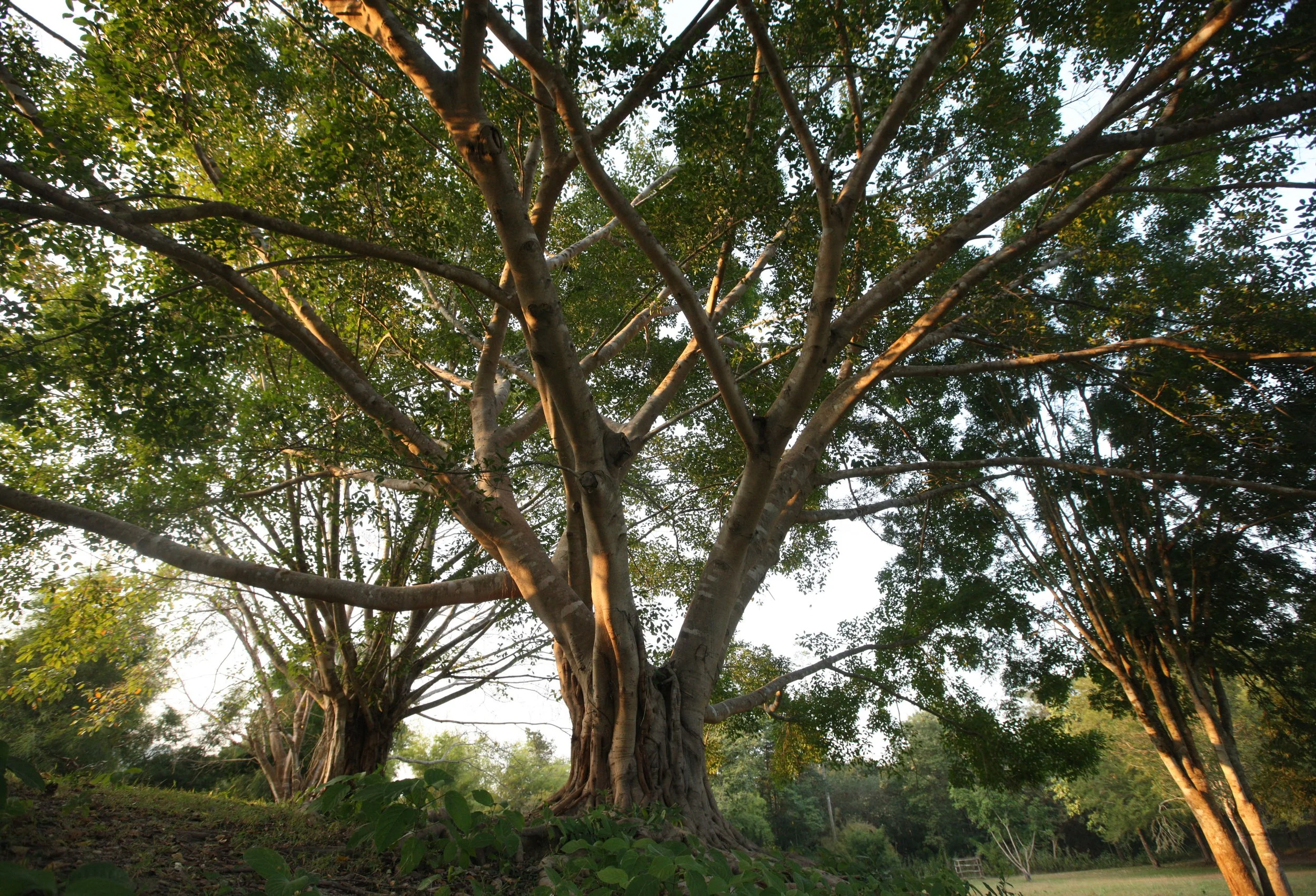 Ficus species in the Ancient Town of Kanchanaburi