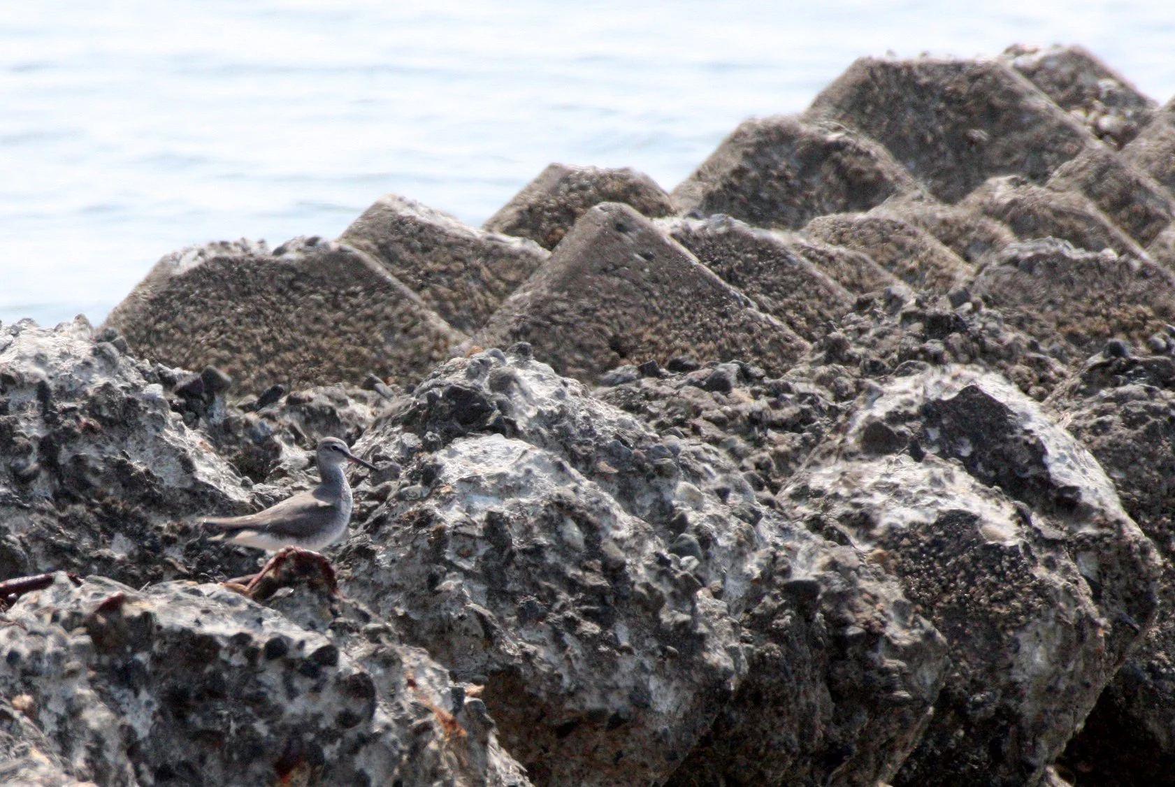 BIRD - SANDPIPER - TEREK'S SANDPIPER - MUTSU HARBOR JAPAN (9).JPG