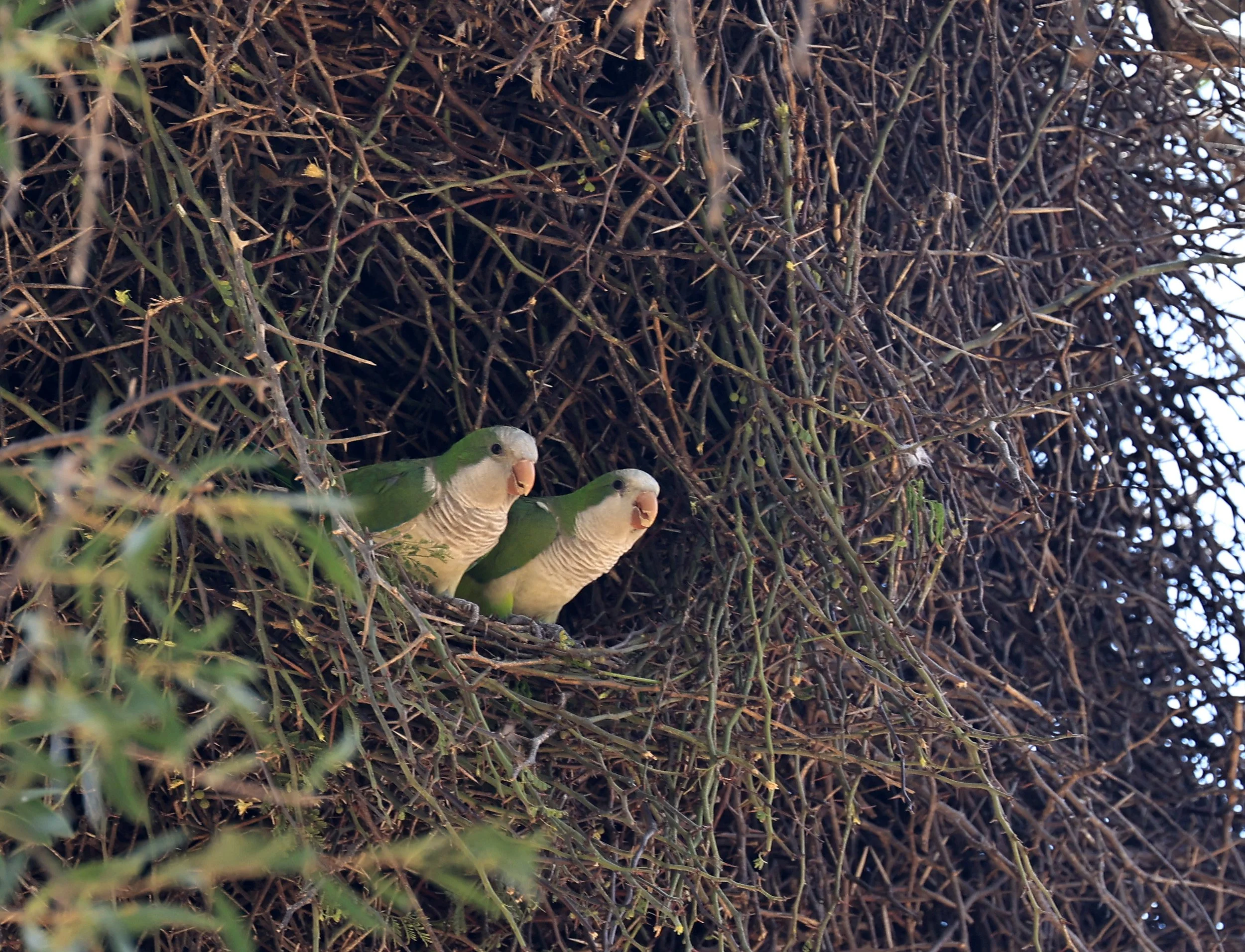 Monk Parakeet (Myiopsitta monachus) Fortin Toledo Paraguay (2).jpg