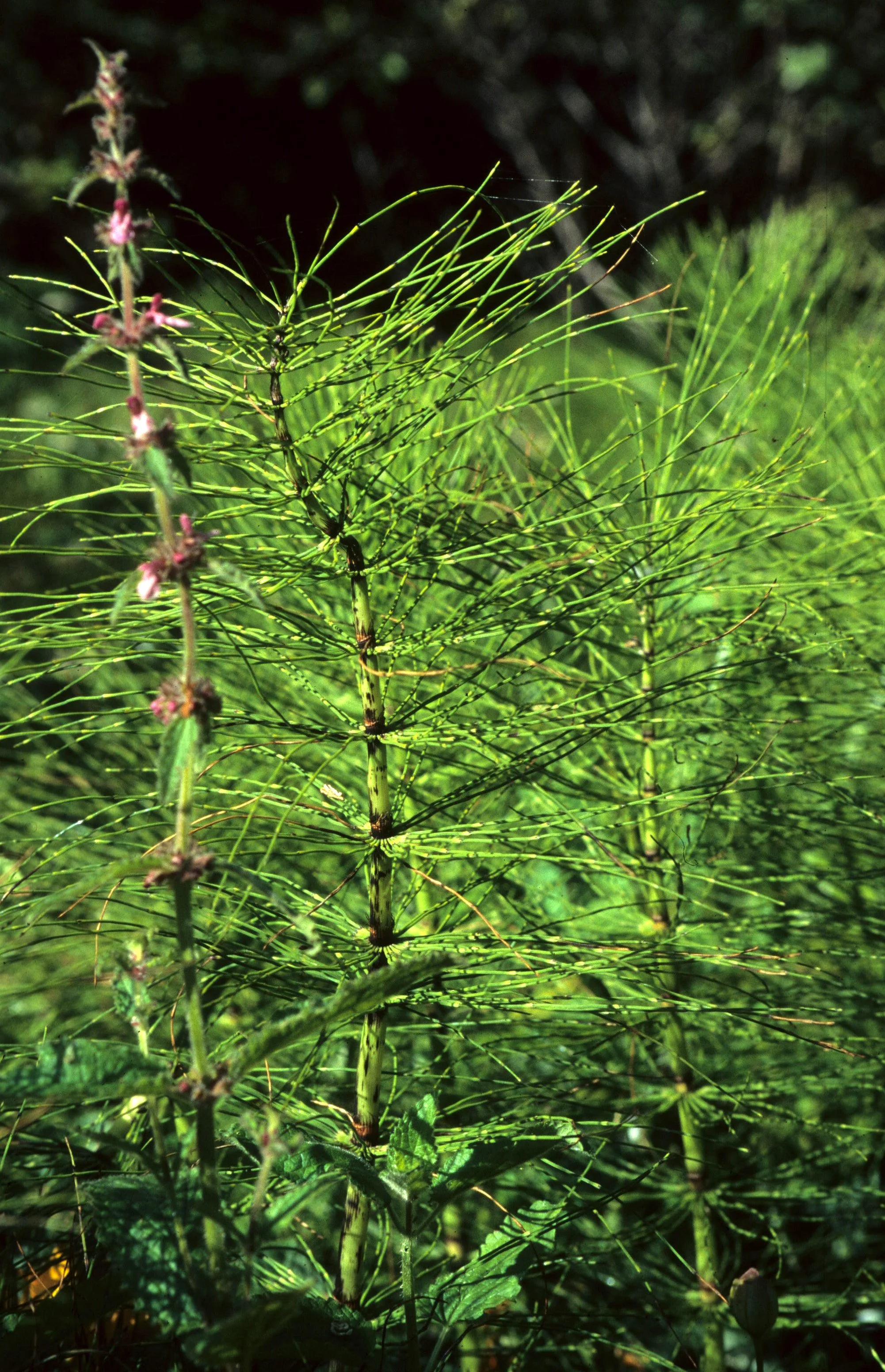 CALIFORNIA - MUIR WOODS - EQUISITUM SPECIES.jpg