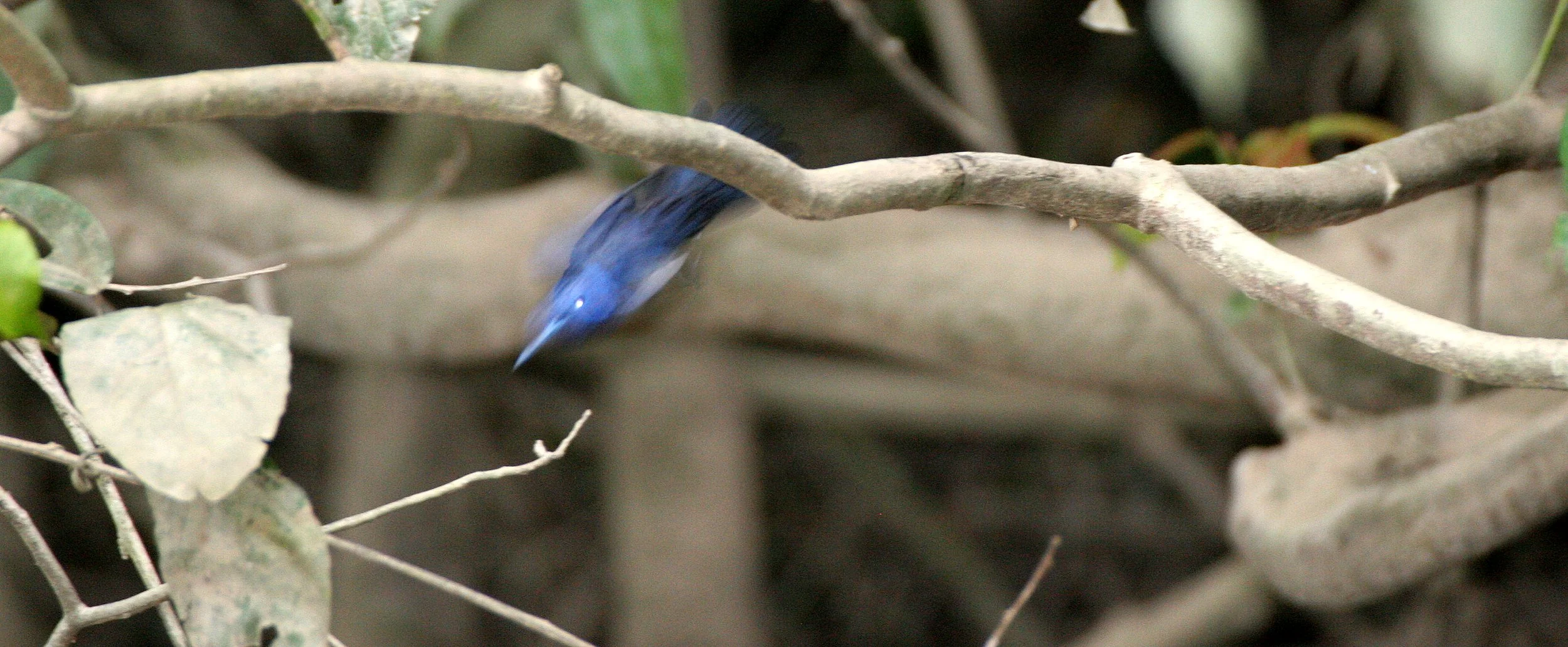 BIRD - MONARCH - BLACK-NAPED MONARCH - KINABATANGAN RIVER BORNEO.JPG
