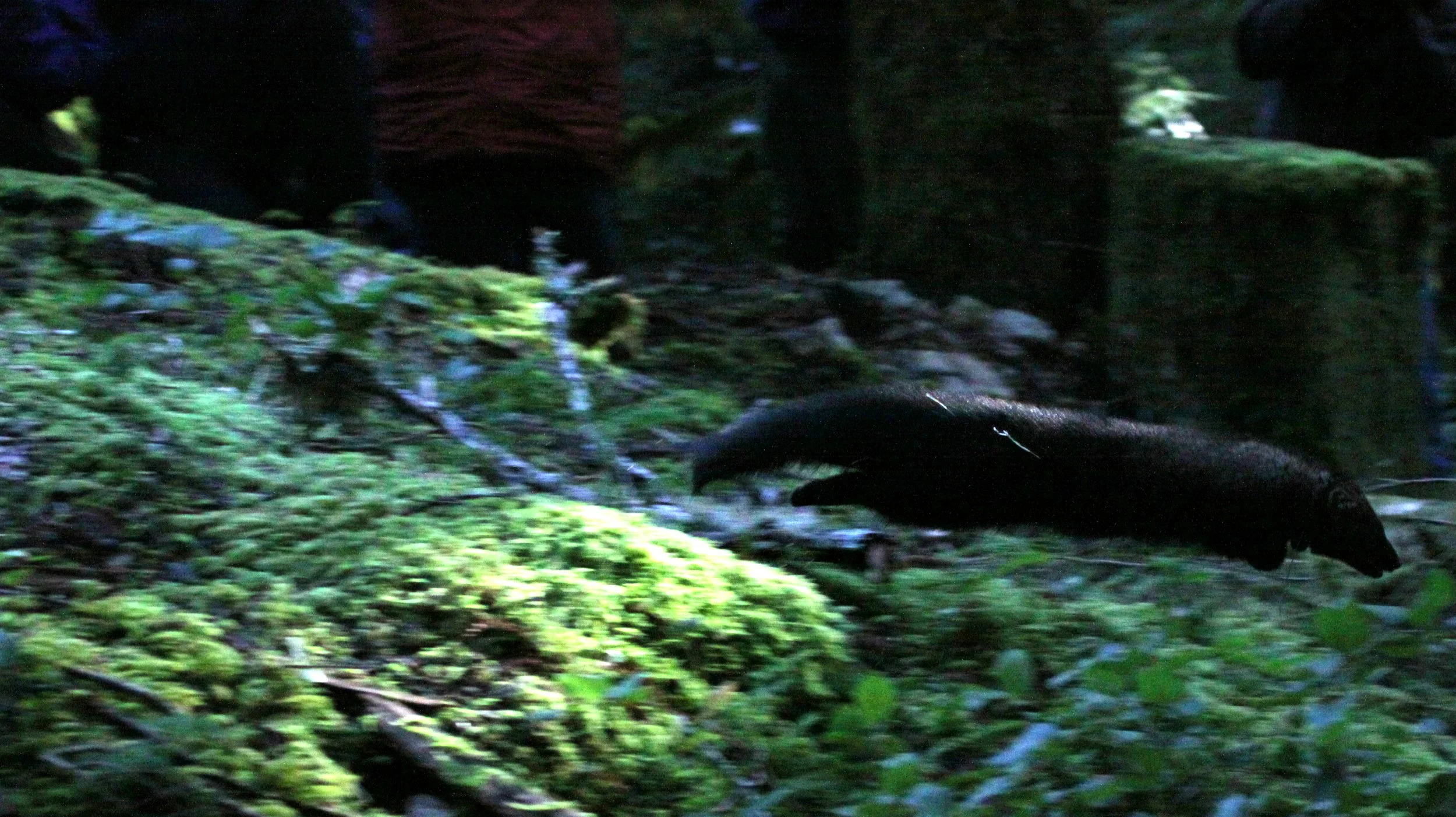 MUSTELID - FISHER - FINAL RELEASE ON 2-20-2010 (24).JPG