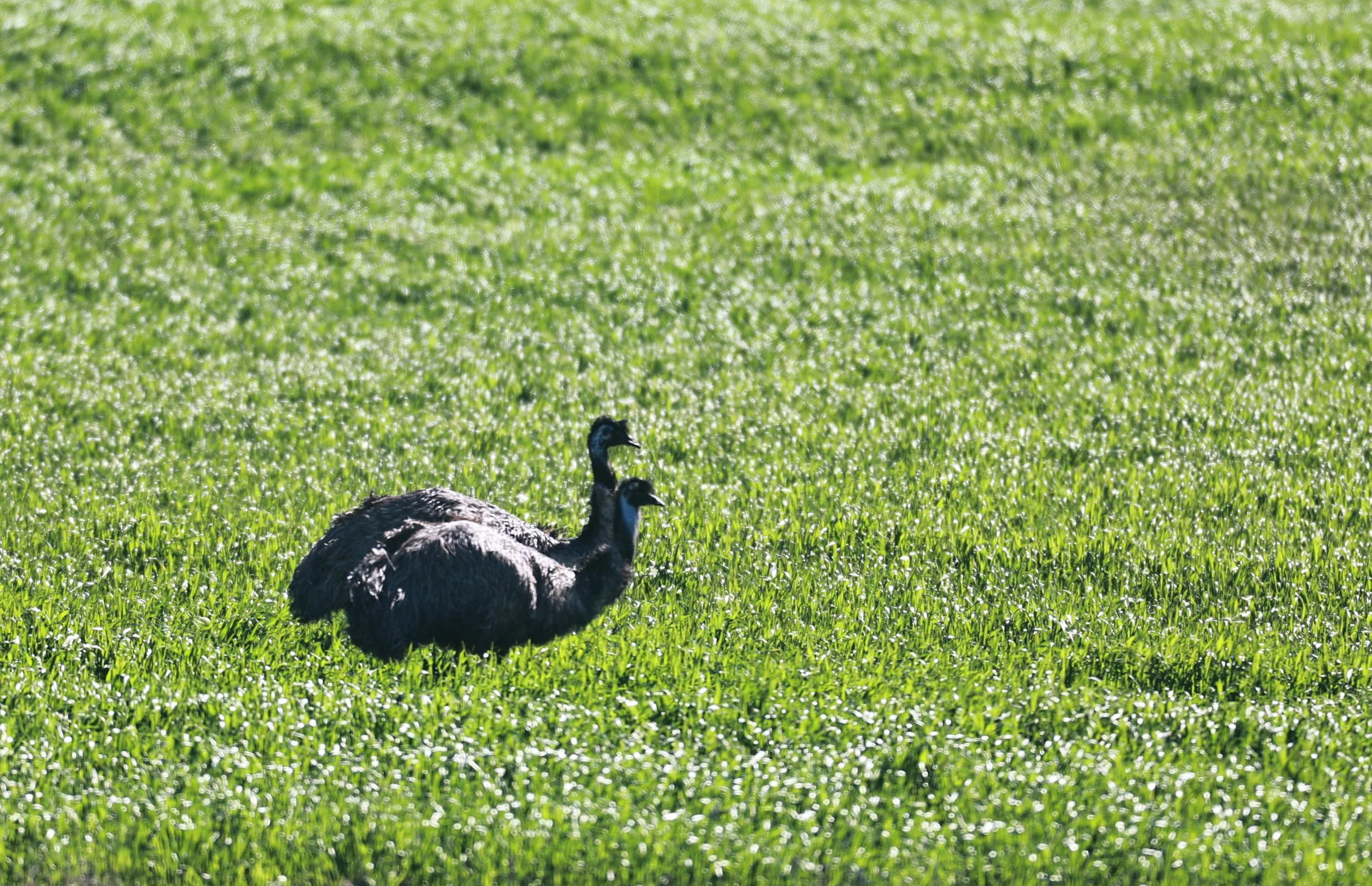 Emu (Dromaius novaehollandiae) Stirling Range NP - Western Australia (32).jpg