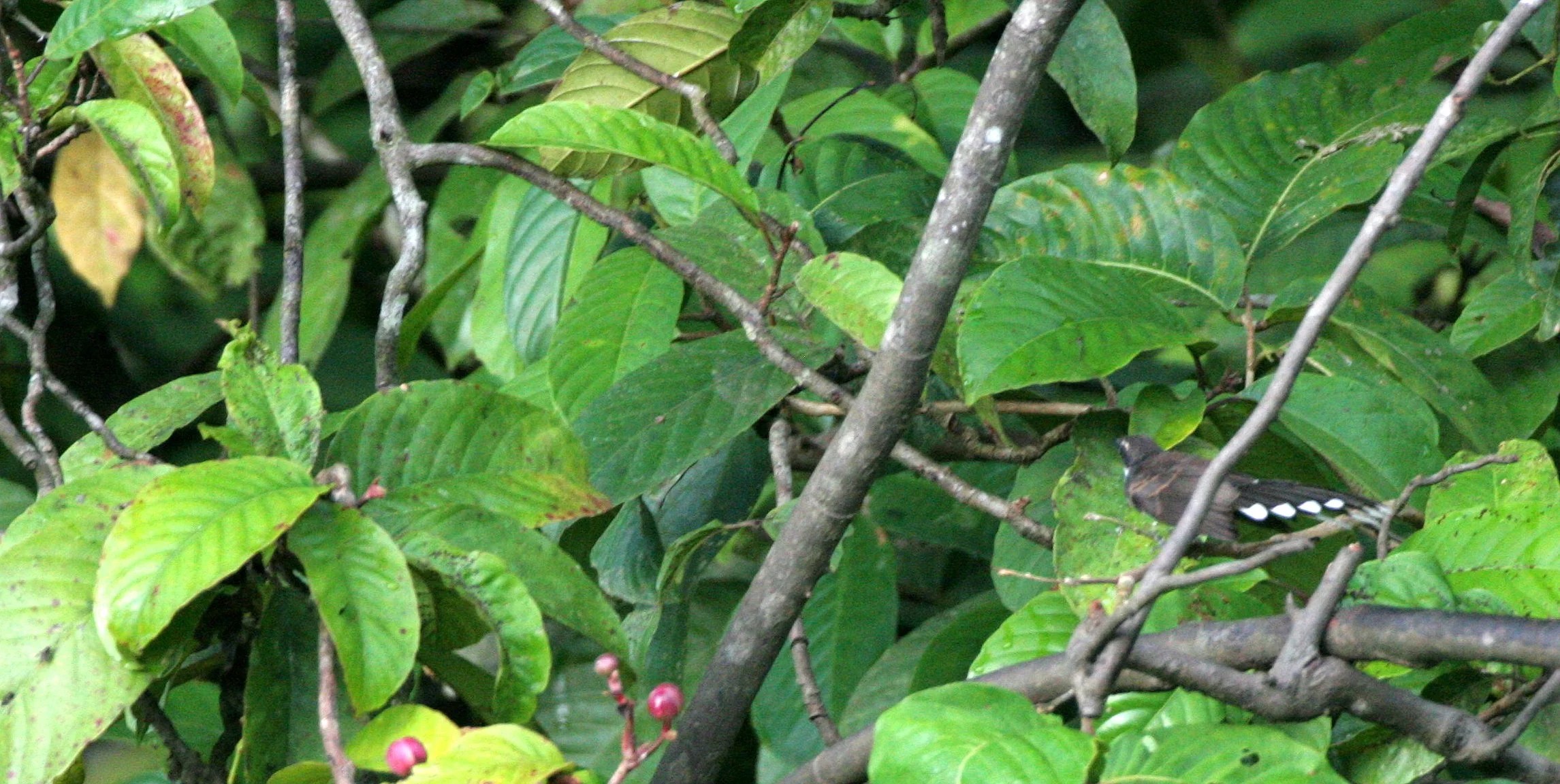 FANTAIL- WHITE-THROATED FANTAIL - Rhipidura albicollis - KINABATANGAN RIVER BORNEO.JPG