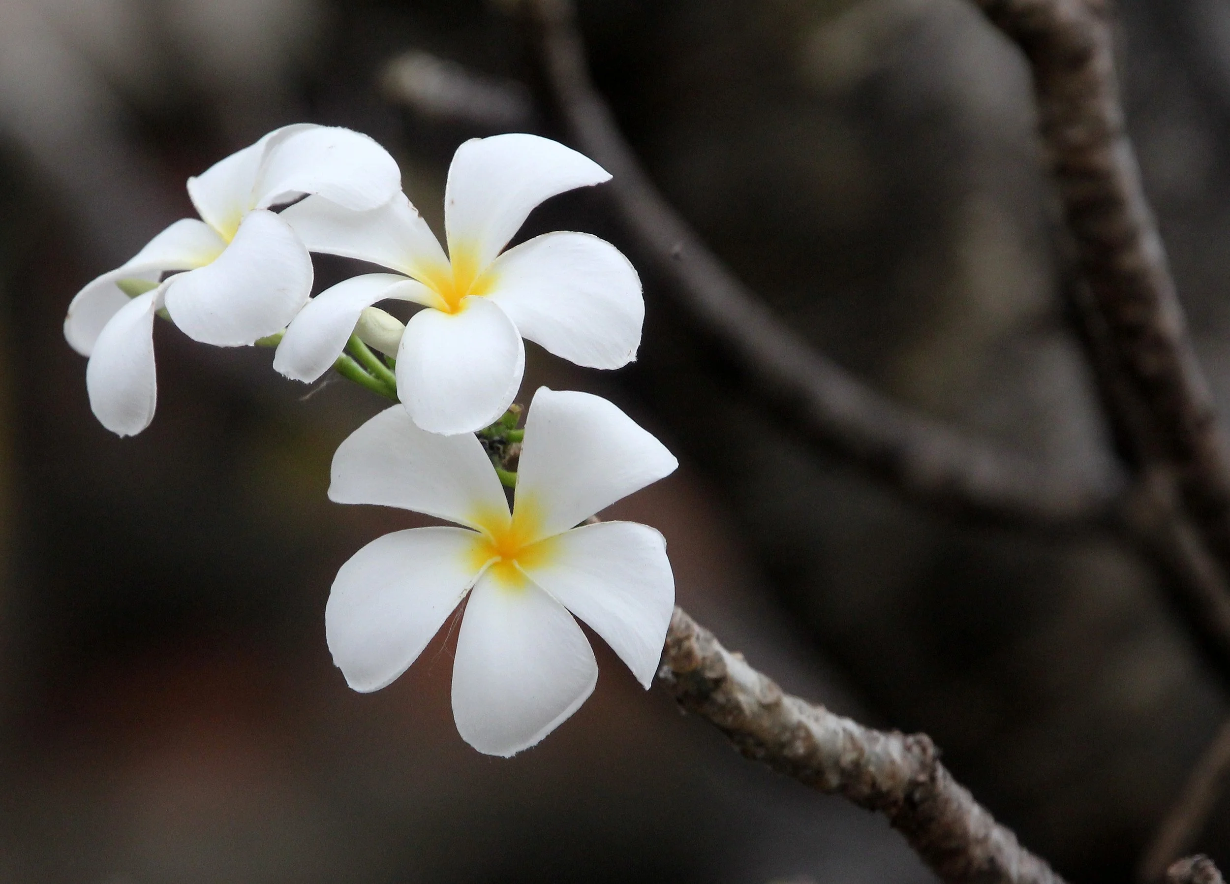 AYUTTHAYA PASSION DAY NOVEMBER 2013 (60).JPG