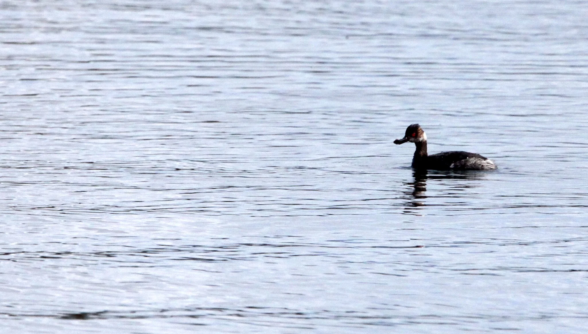 Eared Grebe (Podiceps nigricollis) Elkhorn Slough California.JPG
