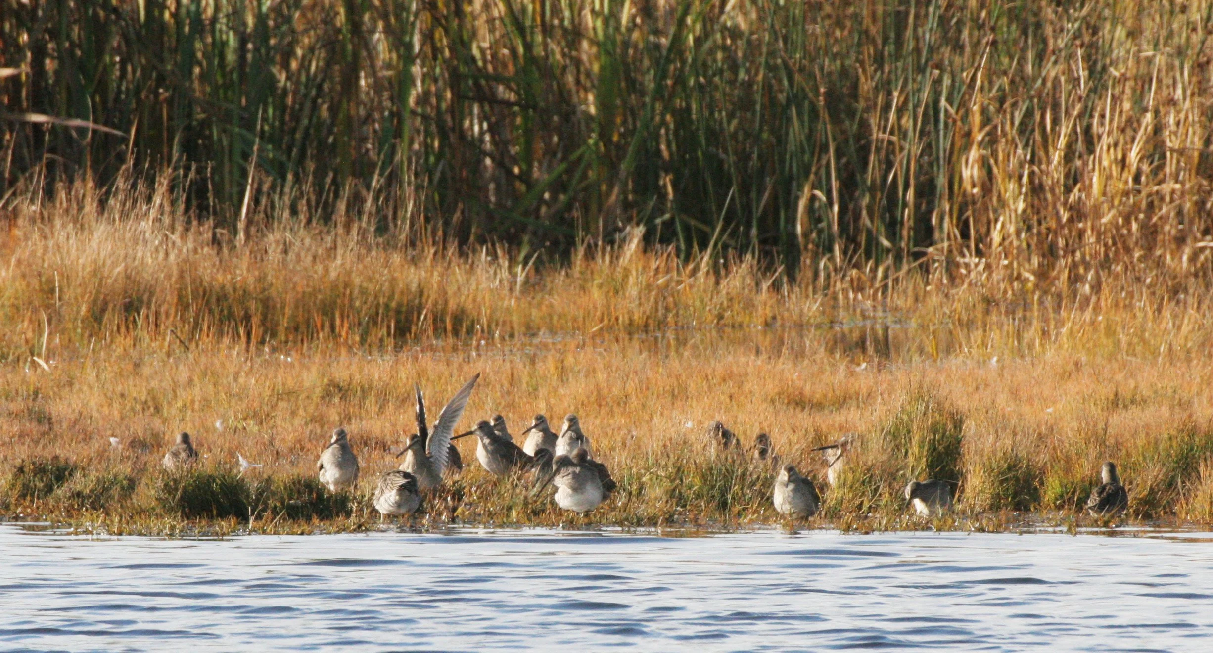 BIRD - DOWITCHER - LONG-BILLED DOWITCHER - DUNGENESS WETLANDS WA.JPG