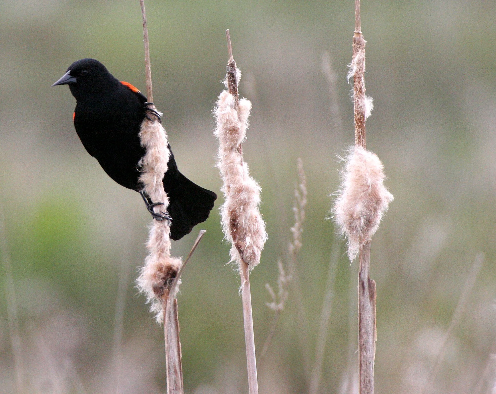 Red-winged Blackbird (Agelaius phoeniceus) Jamestown Olympic Peninsula Washington (10).JPG