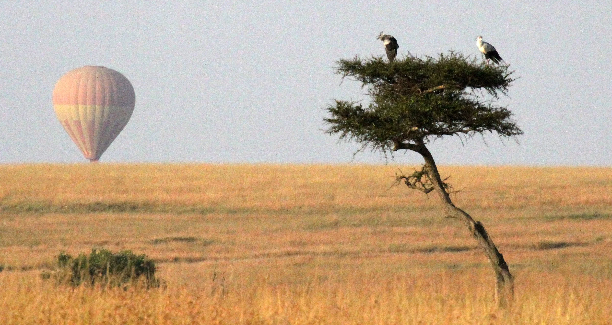 MASAI MARA NATIONAL PARK KENYA (217).JPG