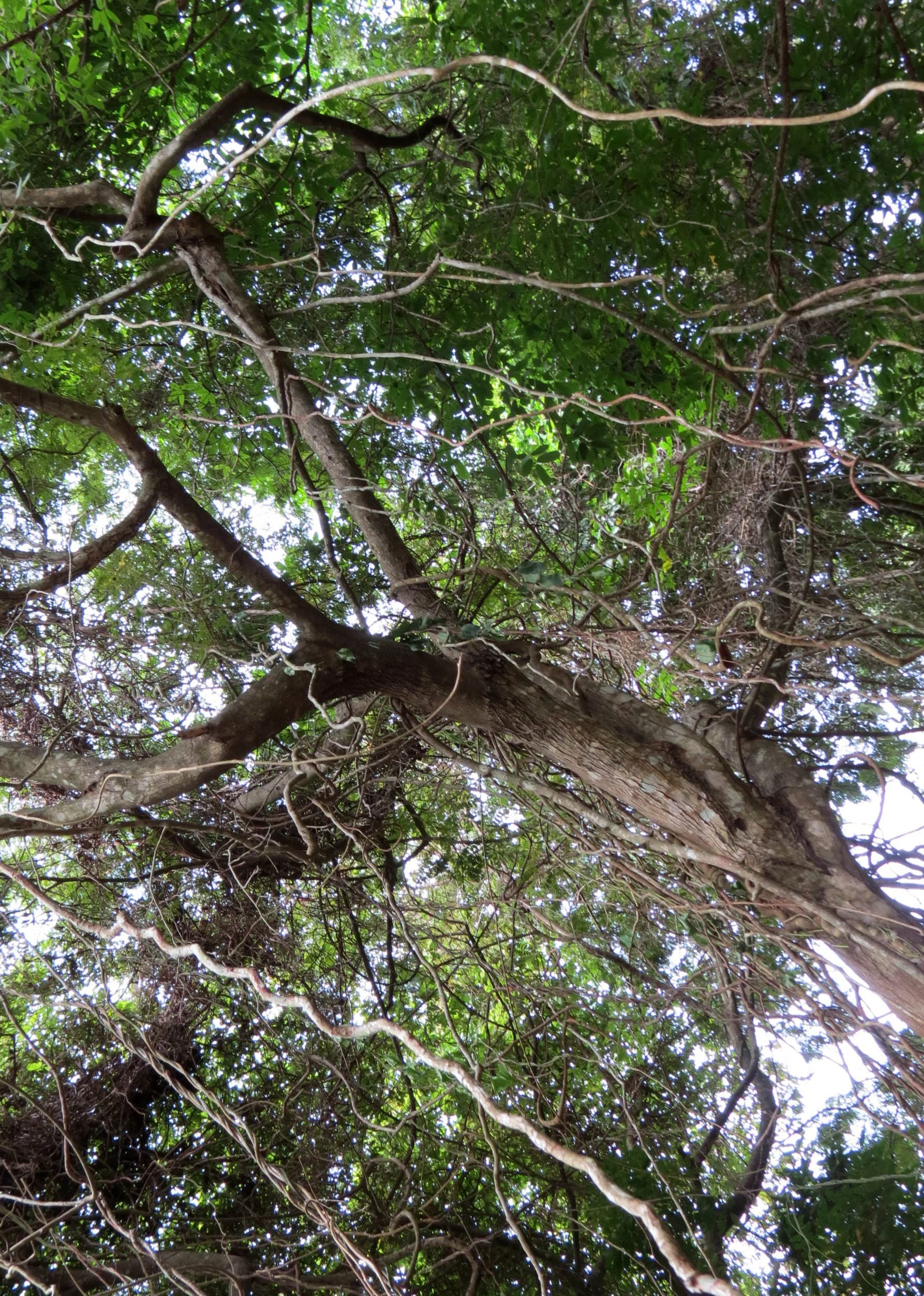 2014 Koh Lanta Build (48).JPG