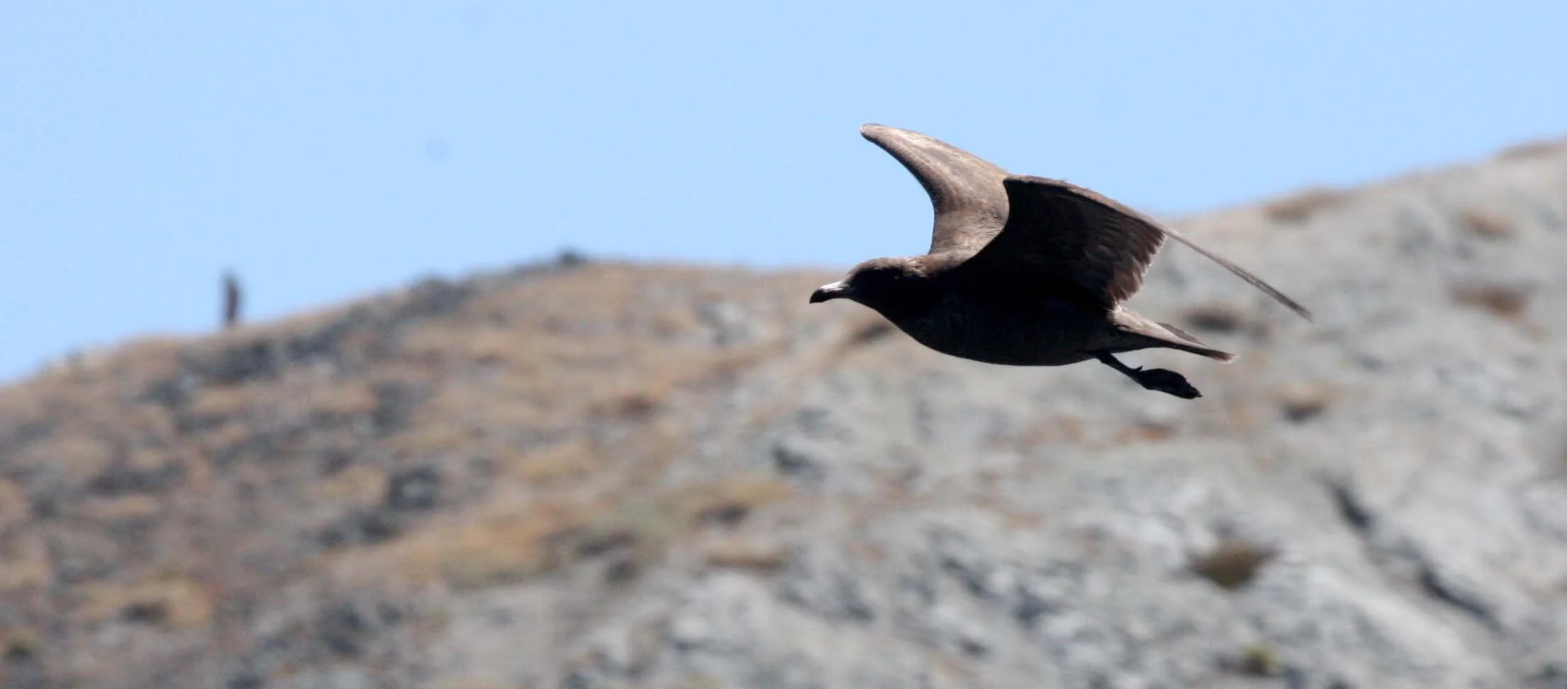 BIRD - GULL - HEERMANS GULL - ISLA CATALINA BAJA MEXICO (2).JPG