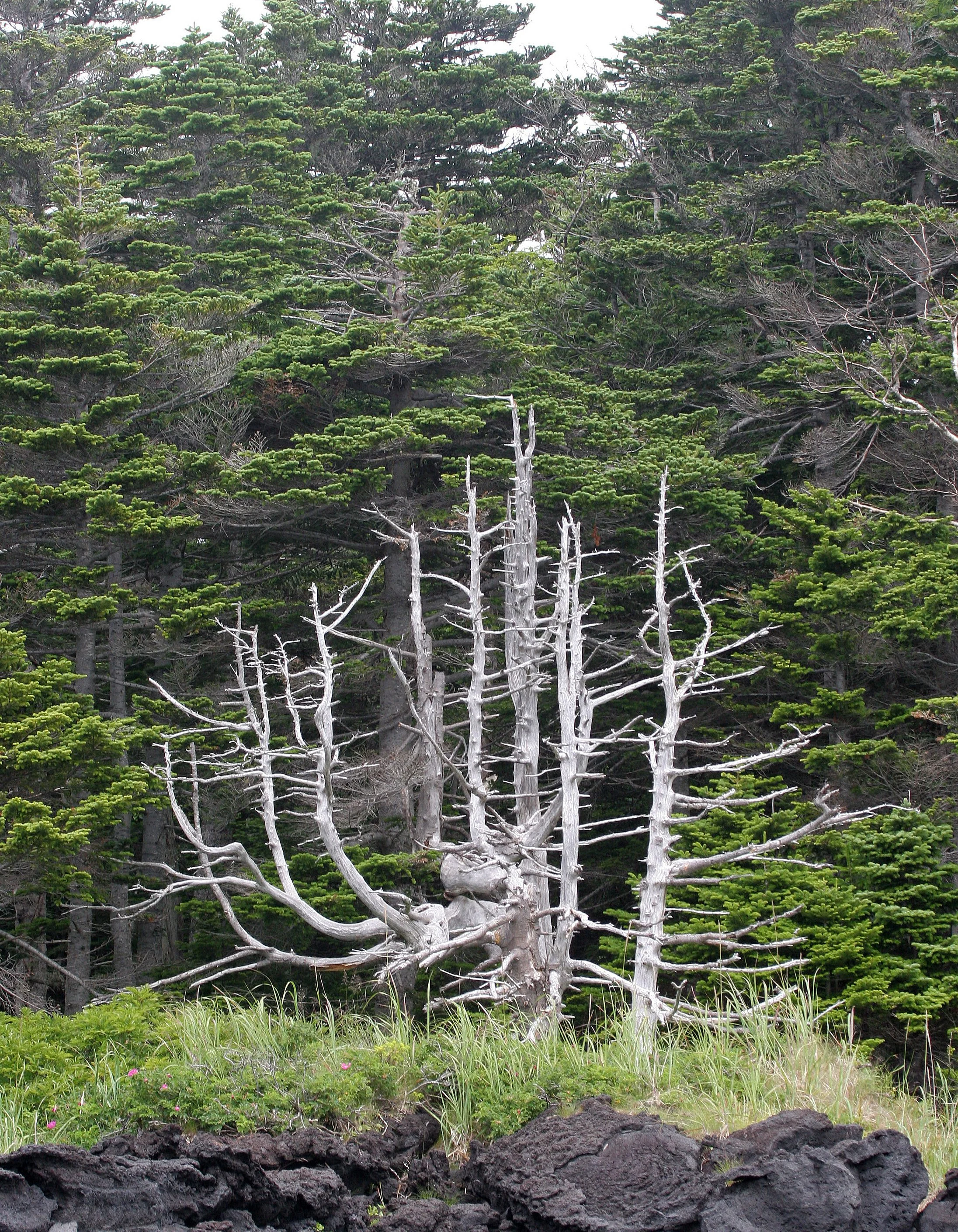 KURIL ISLANDS - FLORA  (34).jpg