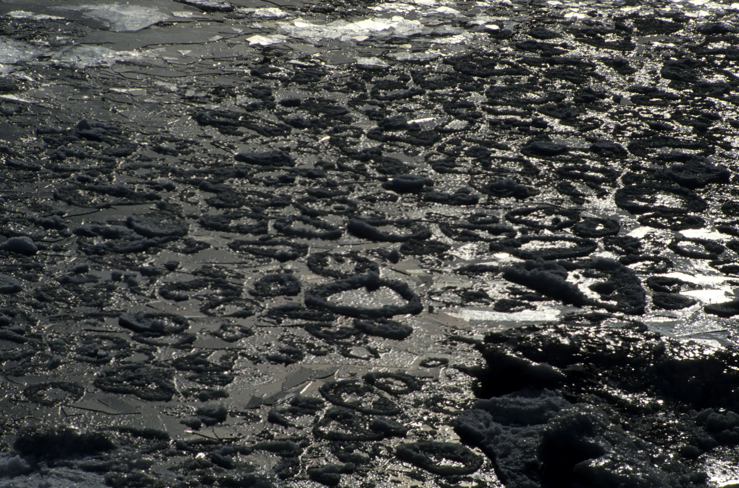 YELLOWSTONE IN WINTER M.jpg