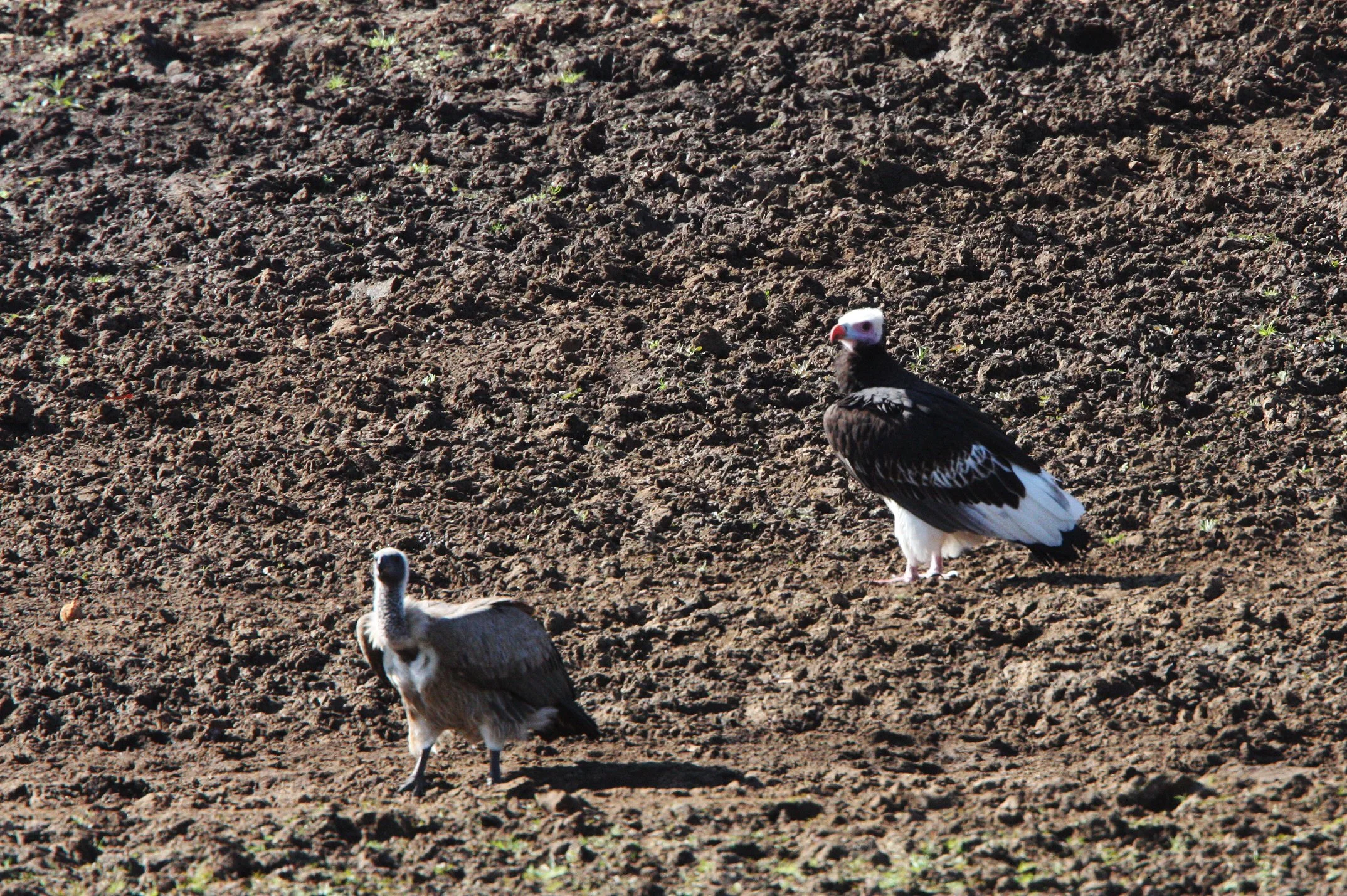 Gyps africanus - WHITE-BACKED VULTURE AND WHITE-HEADED VULTURE - Trigonoceps occipitalis - KRUGER NATIONAL PARK SOUTH AFRICA (3).JPG