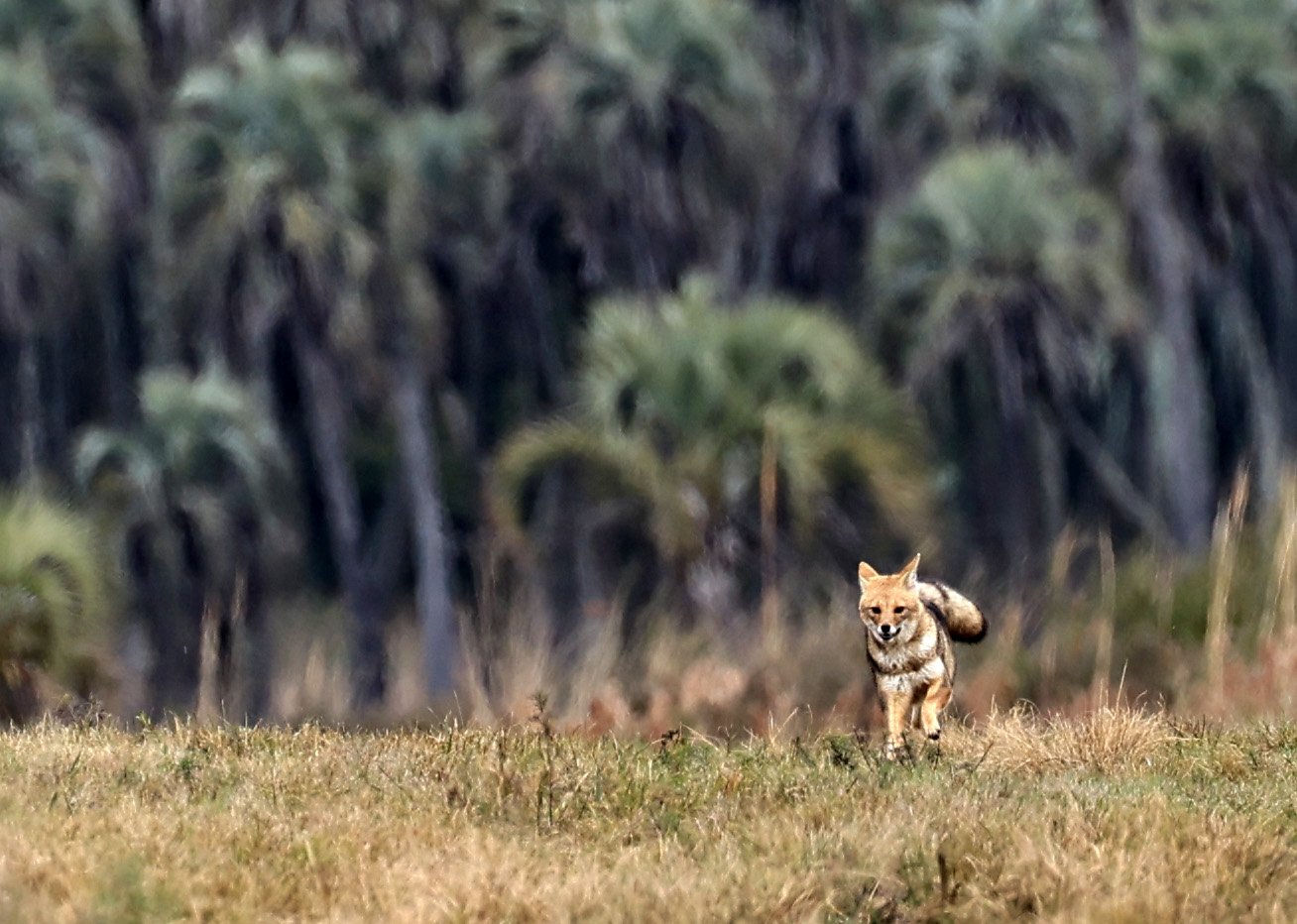 Pampas Fox (Lycalopex gymnocercus) El Palmar National Park, Entre Rios, Argentina (67).jpg