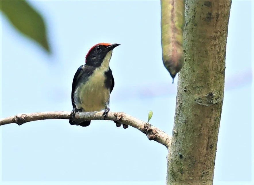 FLOWERPECKER - SCARLET-BACKED FLOWERPECKER - Dicaeum cruentatum - KRUNG CHING, KHAO LUANG NP NST, APRIL 2022 (14).jpg
