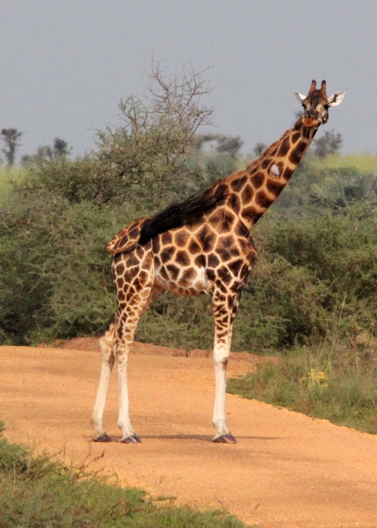 GIRAFFE - ROTHCHILD'S GIRAFFE - MURCHISON FALLS NATIONAL PARK UGANDA (28).JPG