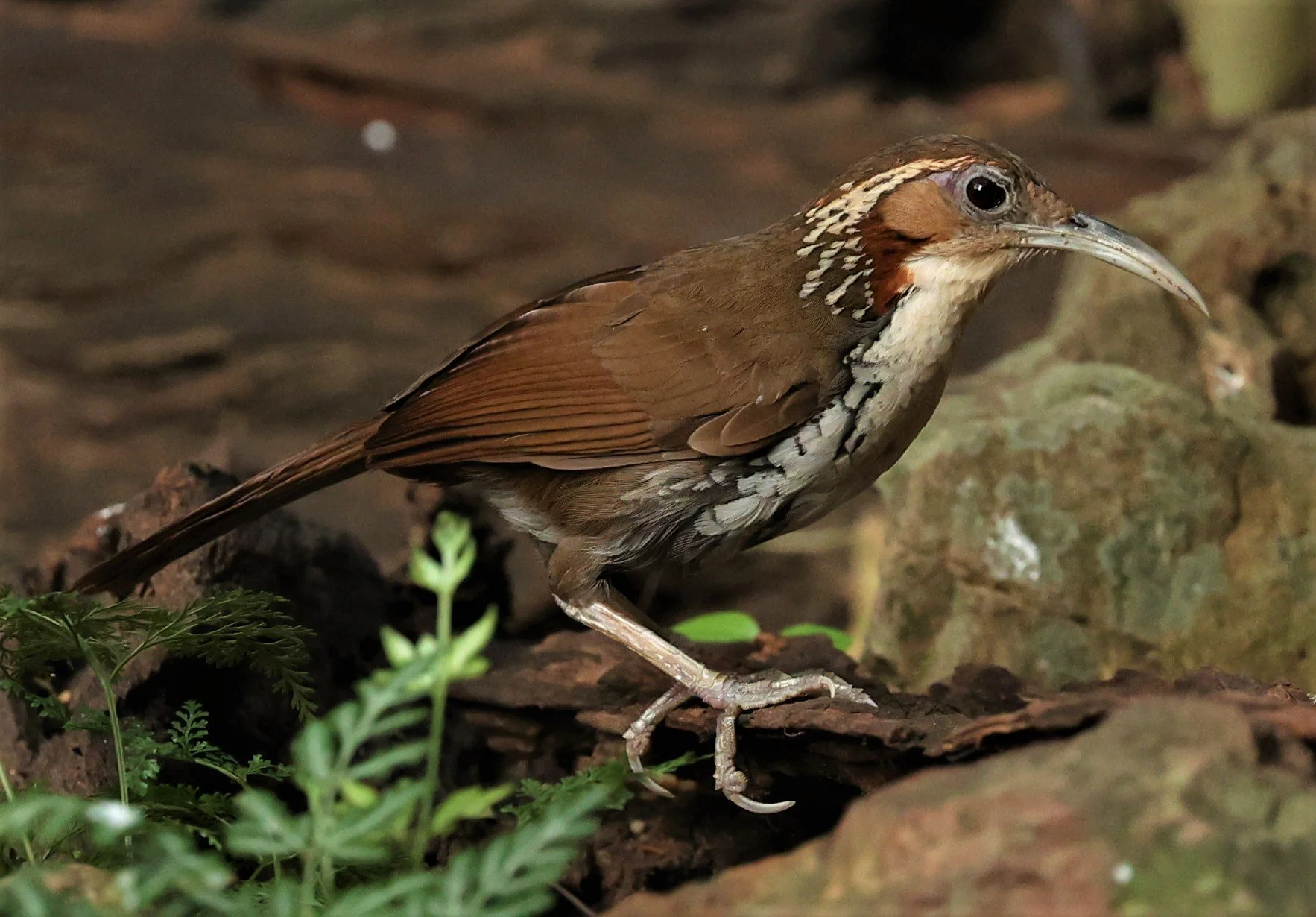 SCIMITAR BABBLER - Erythrogenys hypoleucos - LARGE SCIMITAR BABBLER - NUY HIDE NEAR KAENG KRACHAN FEB 2022 (50).jpg