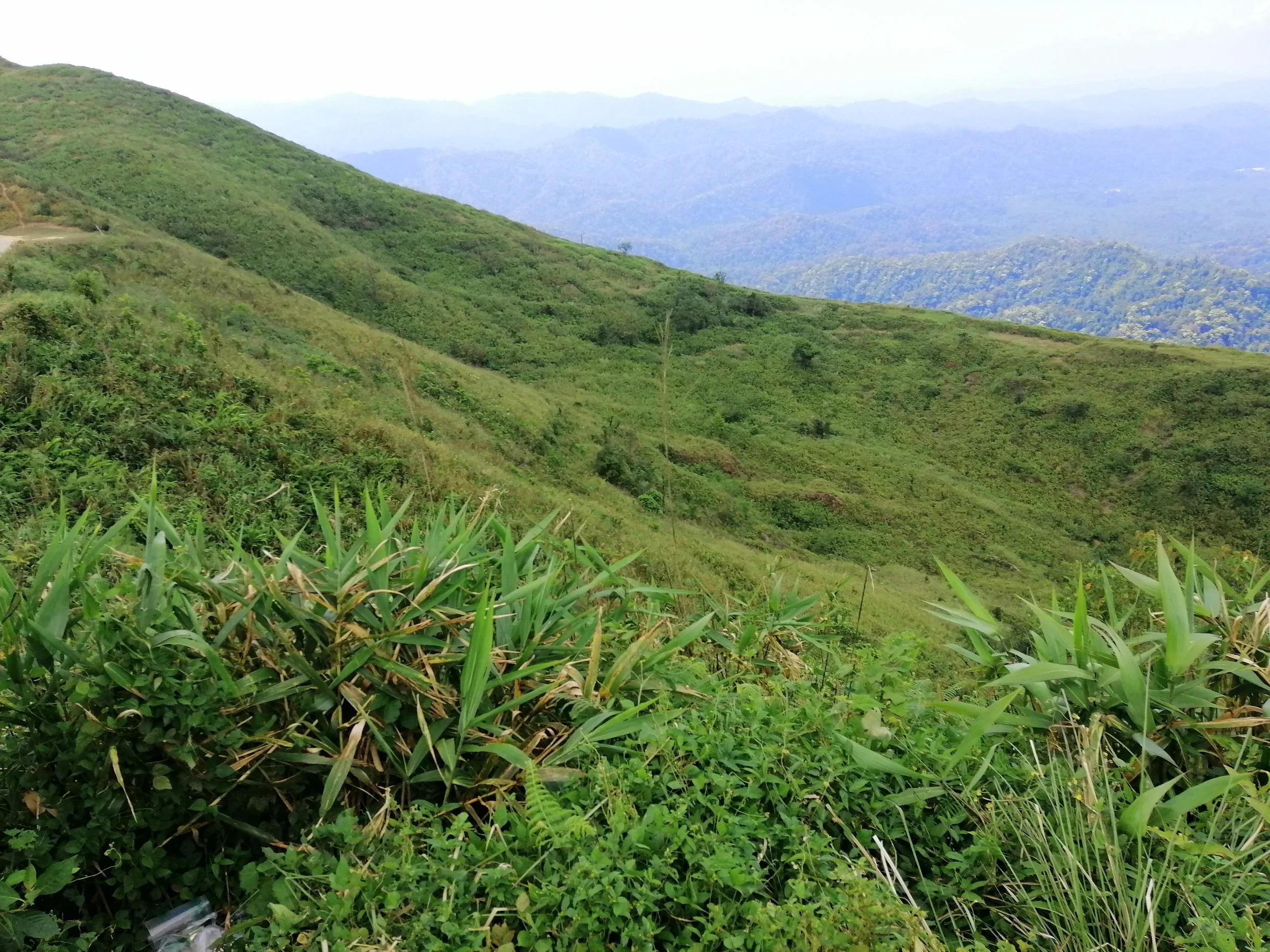 The grassy, treeless hills surrounding Pilok (specifically the Ban I-Tong area in Kanchanaburi) are primarily the result of intensive historical mining operations and subsequent soil degradation that has hindered natural forest regrowth. 