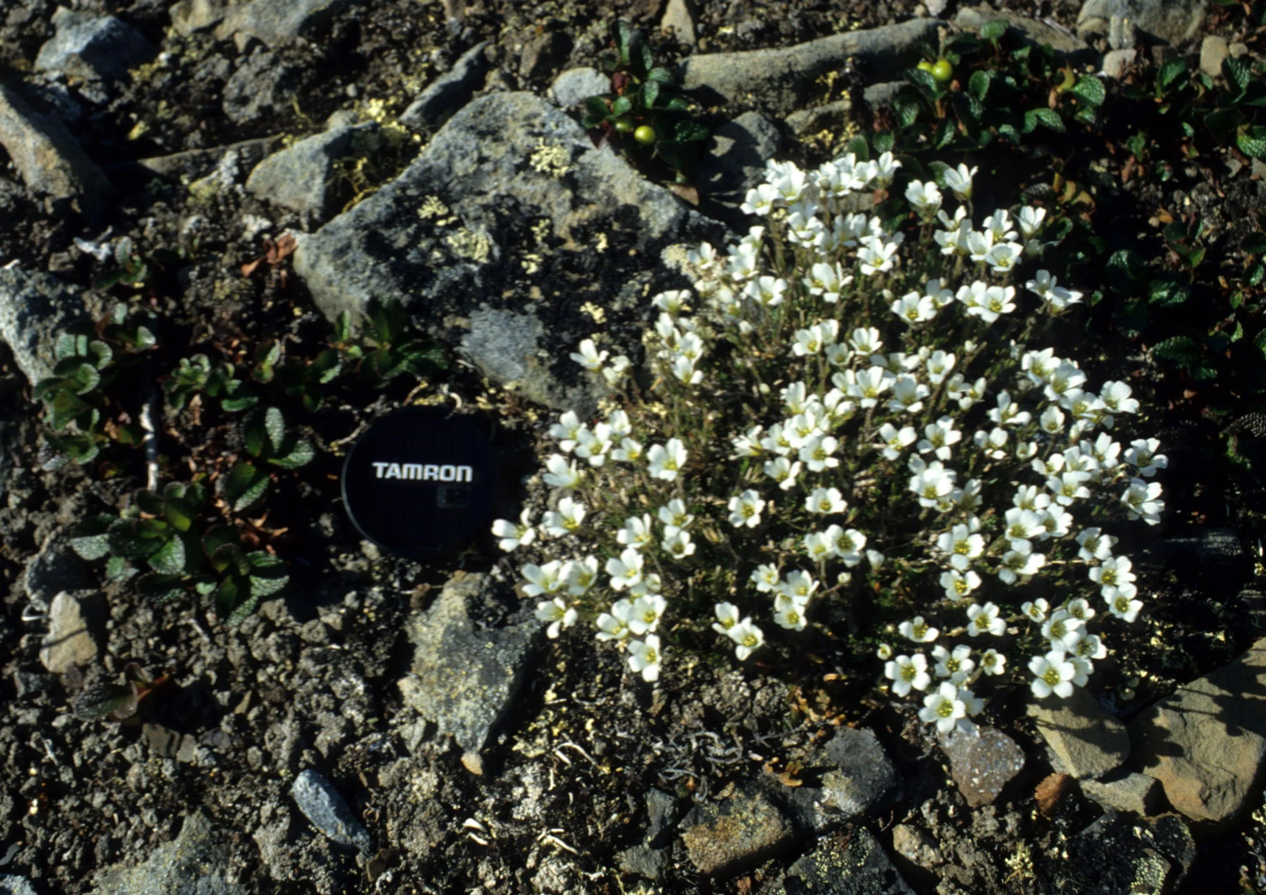 YUKON - MINUARTIA ARCTICA - ARCTIC SANDWORT.jpg