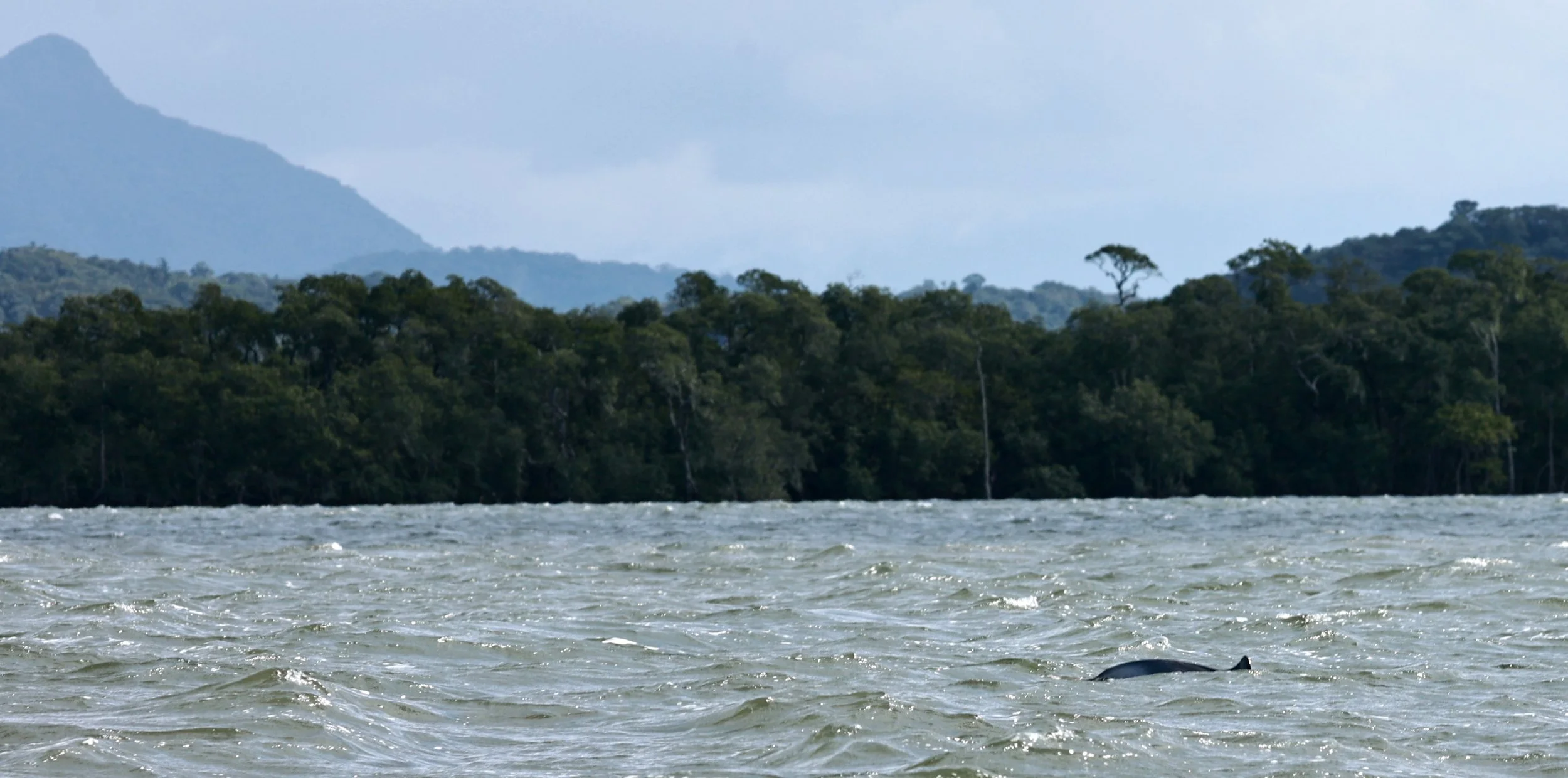 Guiana Dolphin (Sotalia guianensis) Superagüi National Park, Brazil (6).jpg