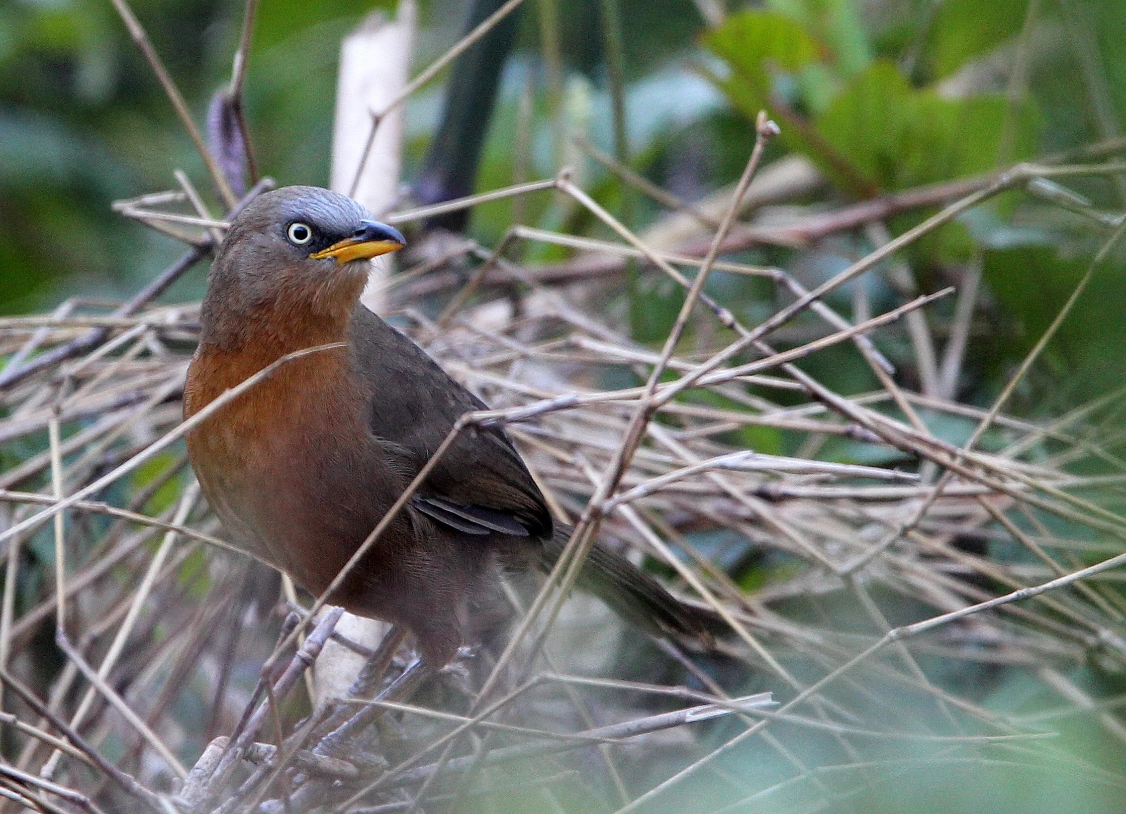 Indian Rufous Babbler (Argya subrufa) India — Coke Smith Wildlife