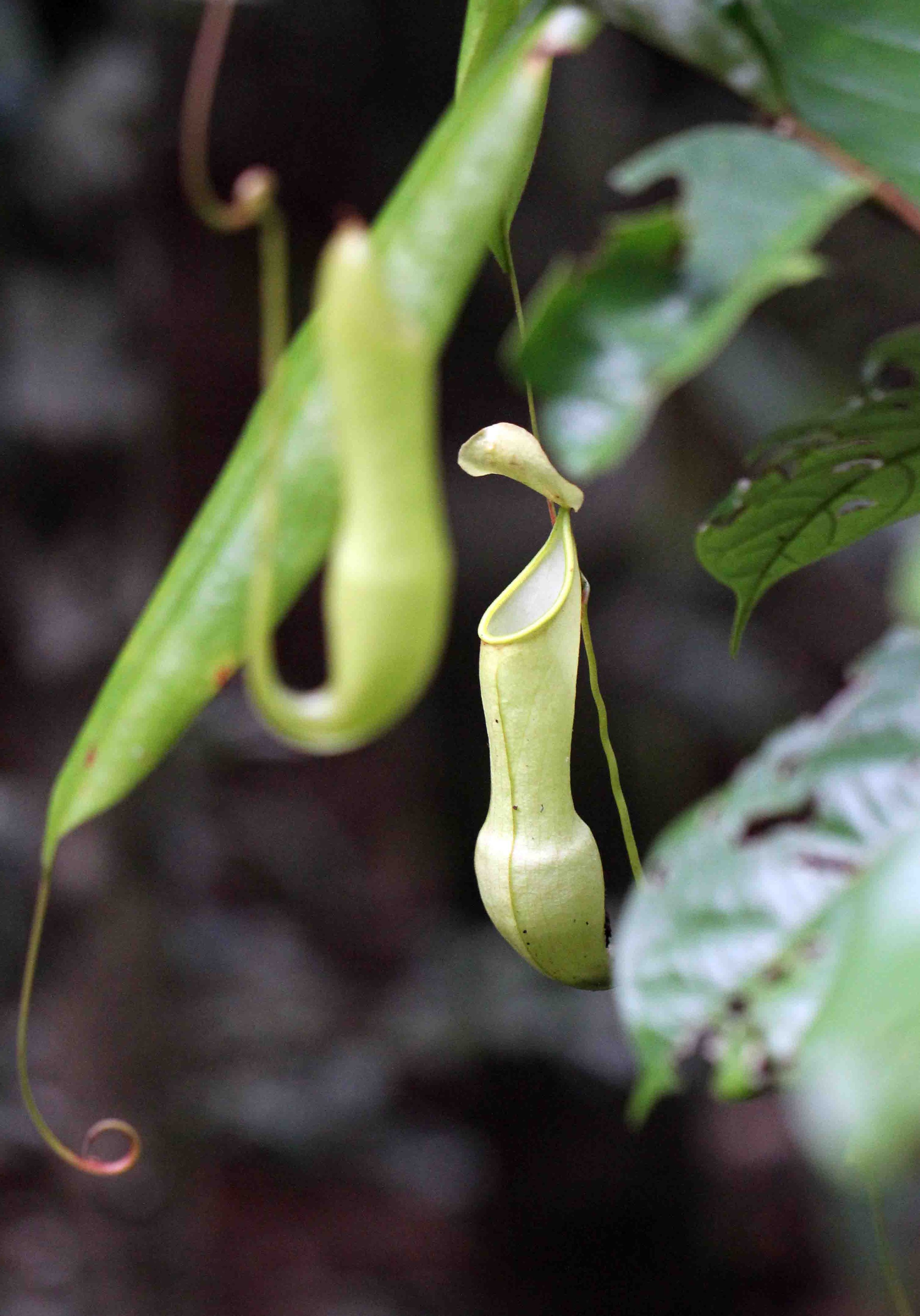 SINGHARAJA NATIONAL PARK, SRI LANKA - PHOTO BY SOM SMITH - NEPENTHES SPECIES (4).JPG